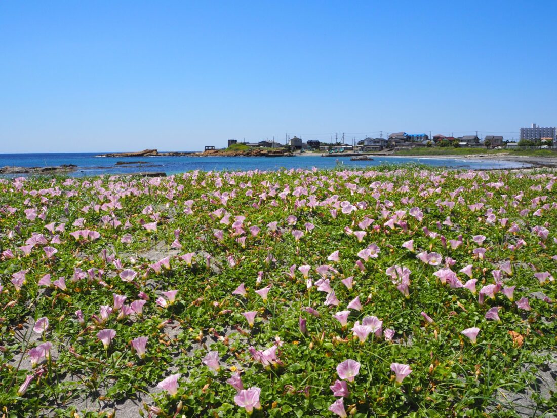 名倉海岸/白浜地区
