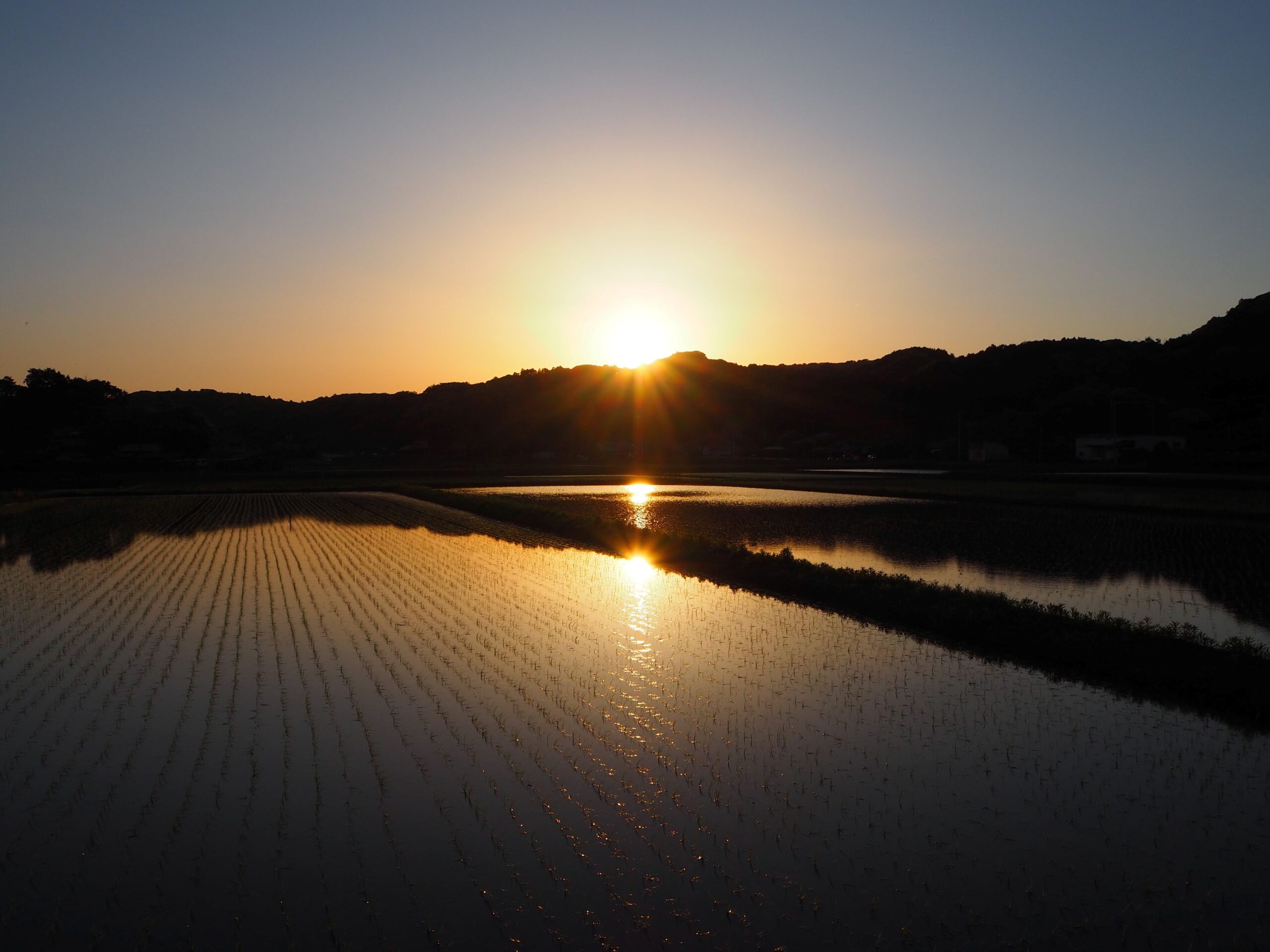 夕暮れの水田/丸山地区