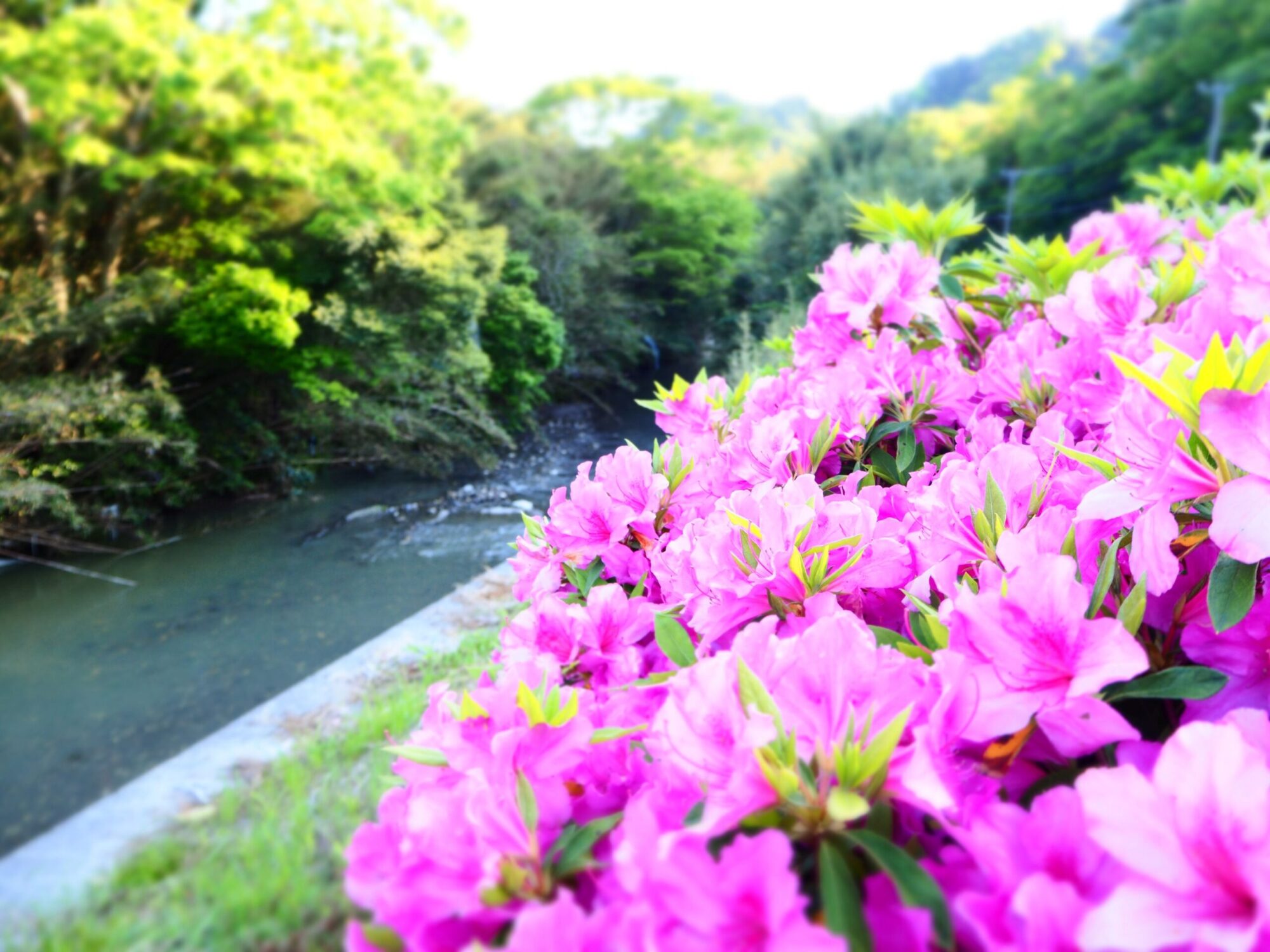 川沿いの椿/三芳地区