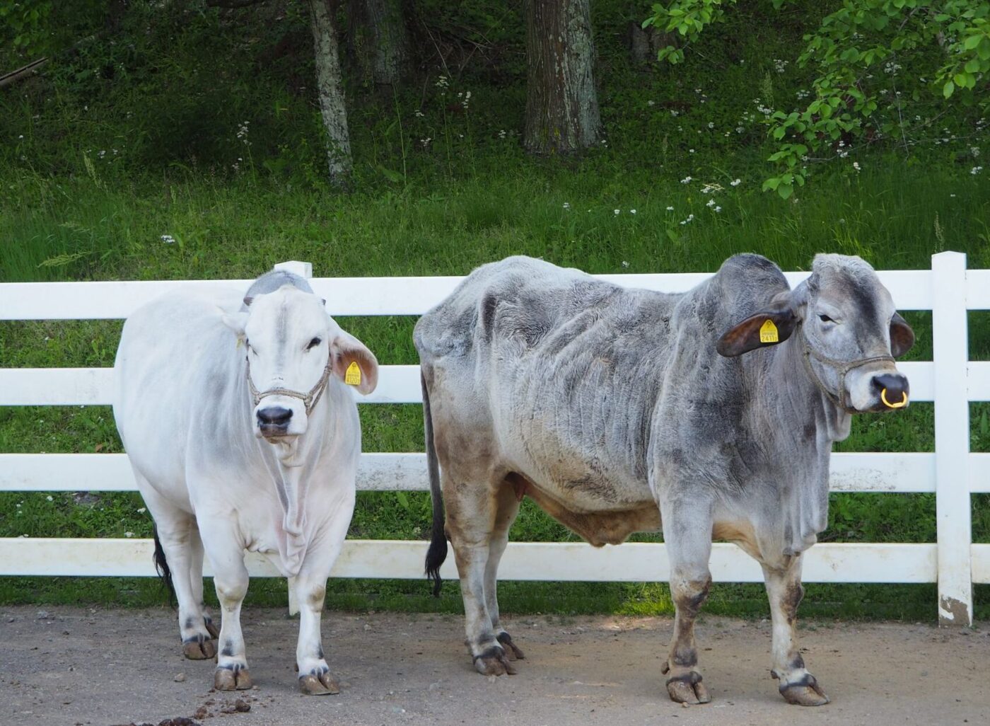 酪農の里/丸山地区