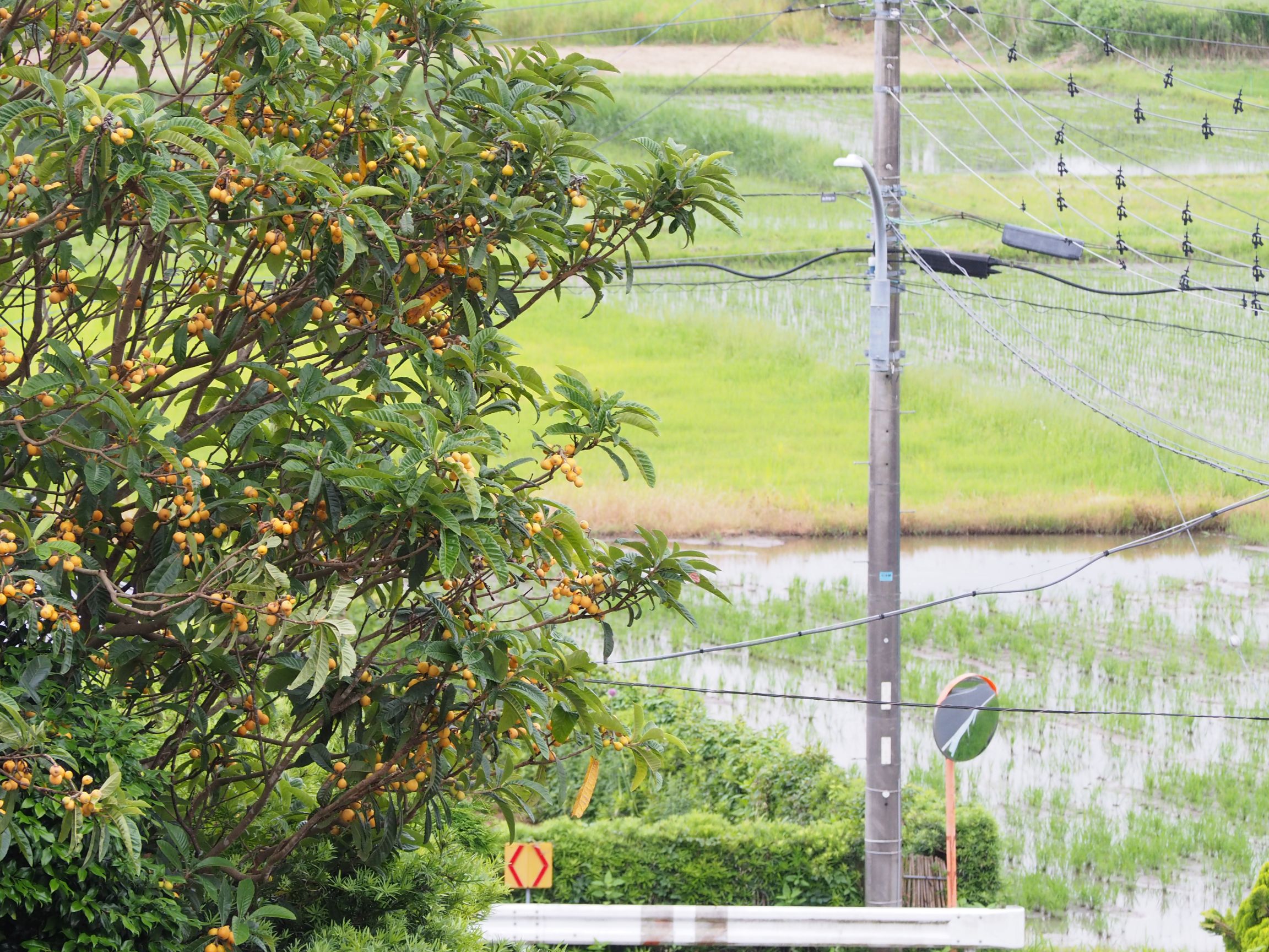 枇杷の木/丸山地区