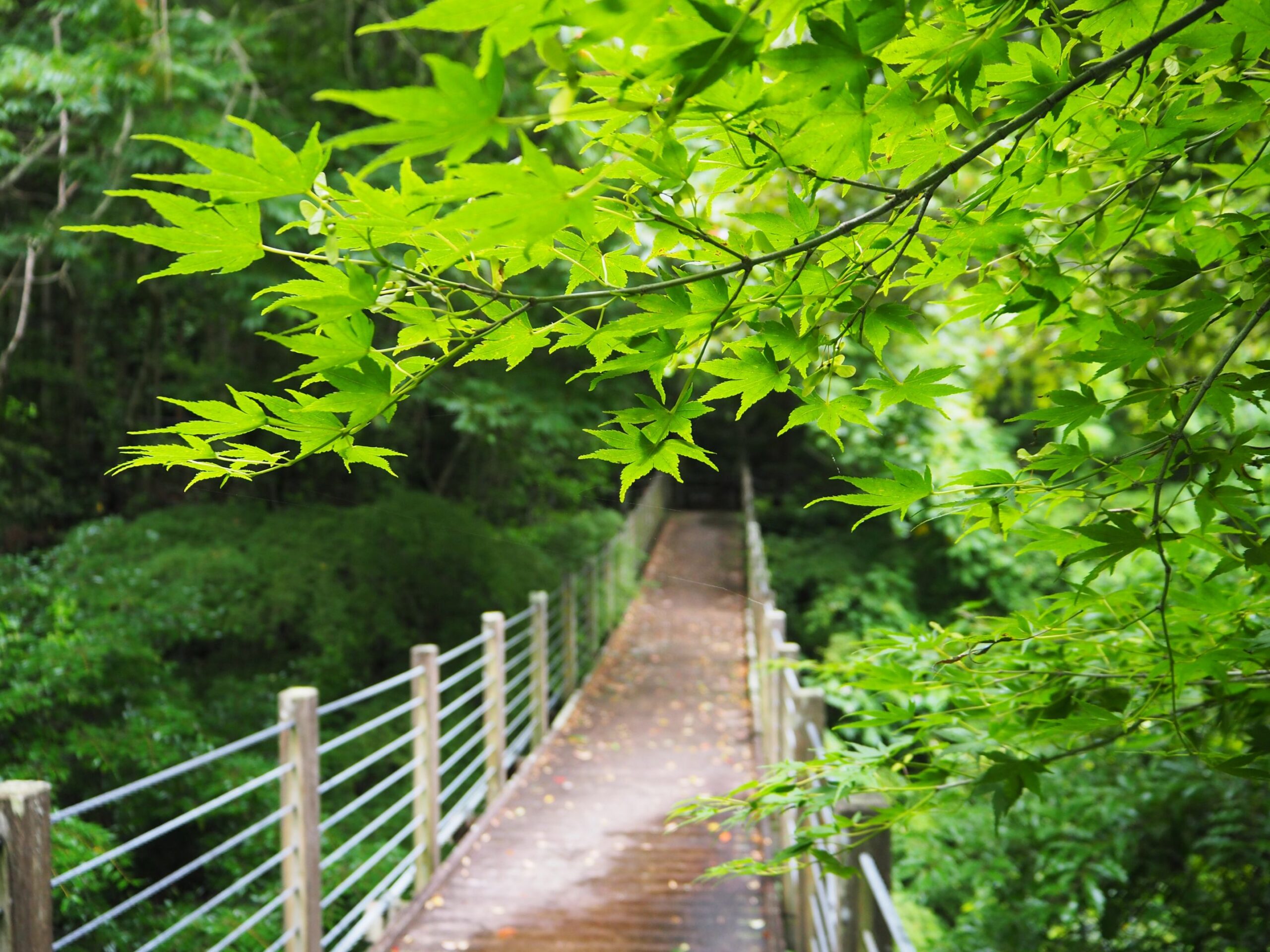 かじか橋/三芳地区