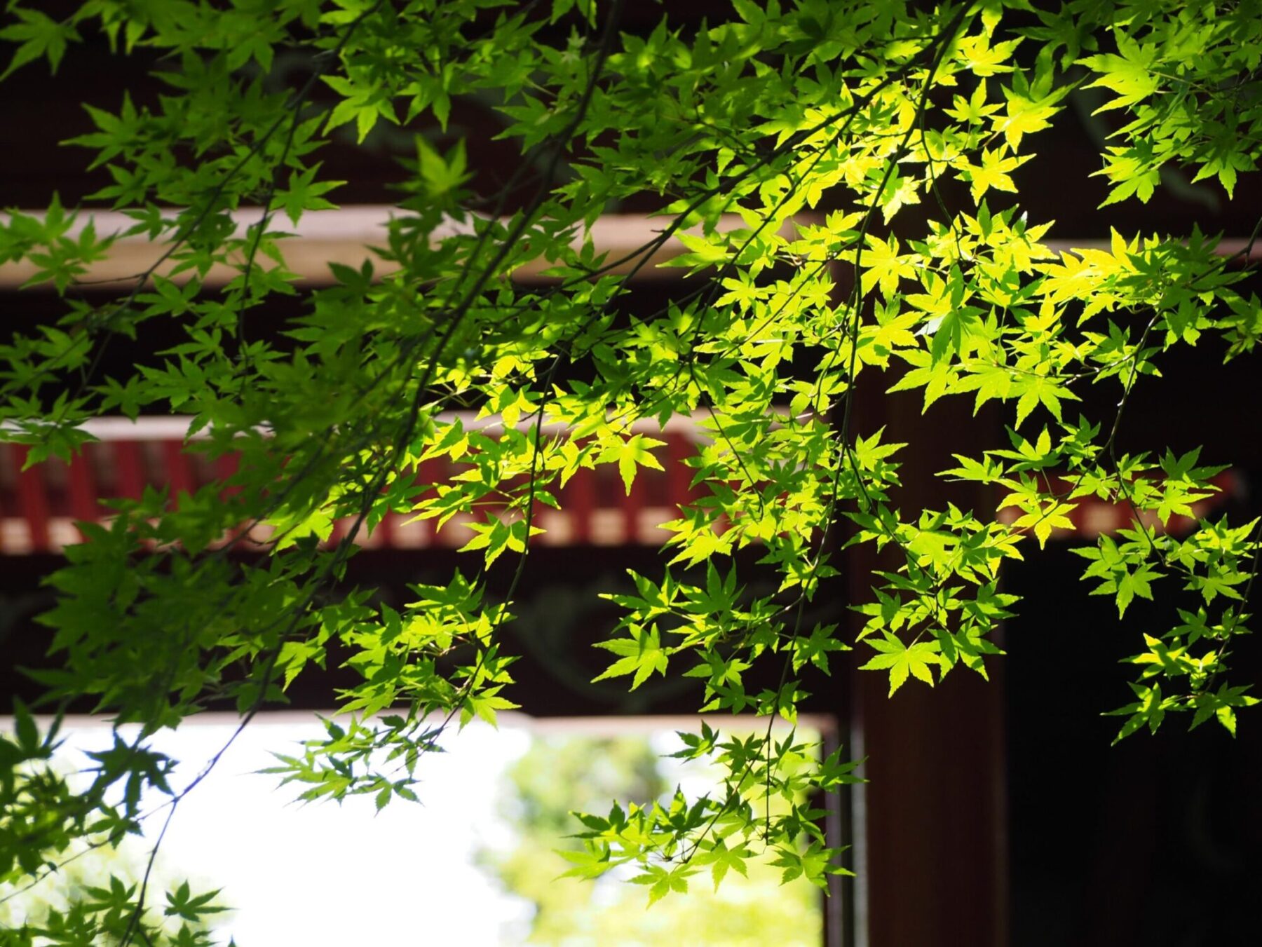 小松寺/千倉地区