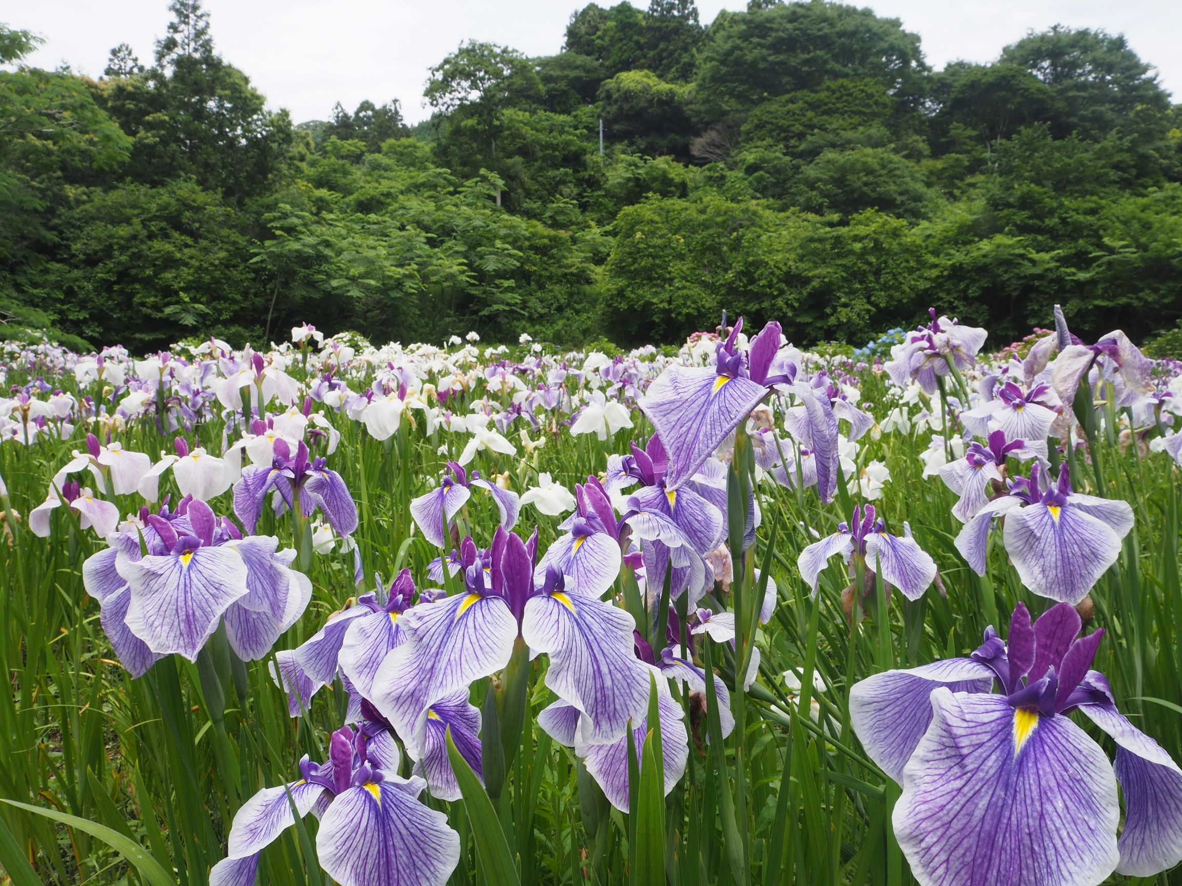 ハナショウブ/和田地区