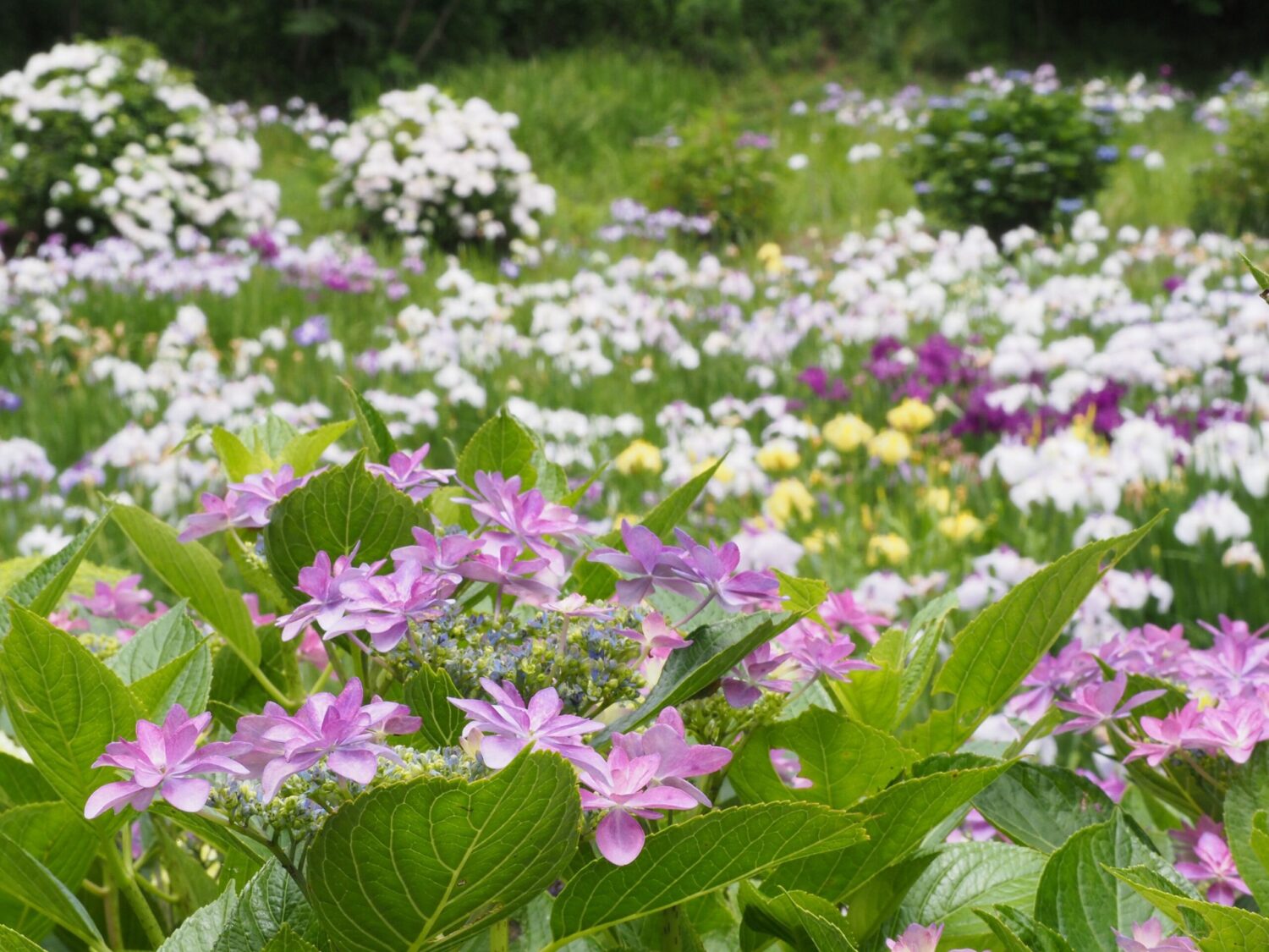 ハナショウブ/和田地区