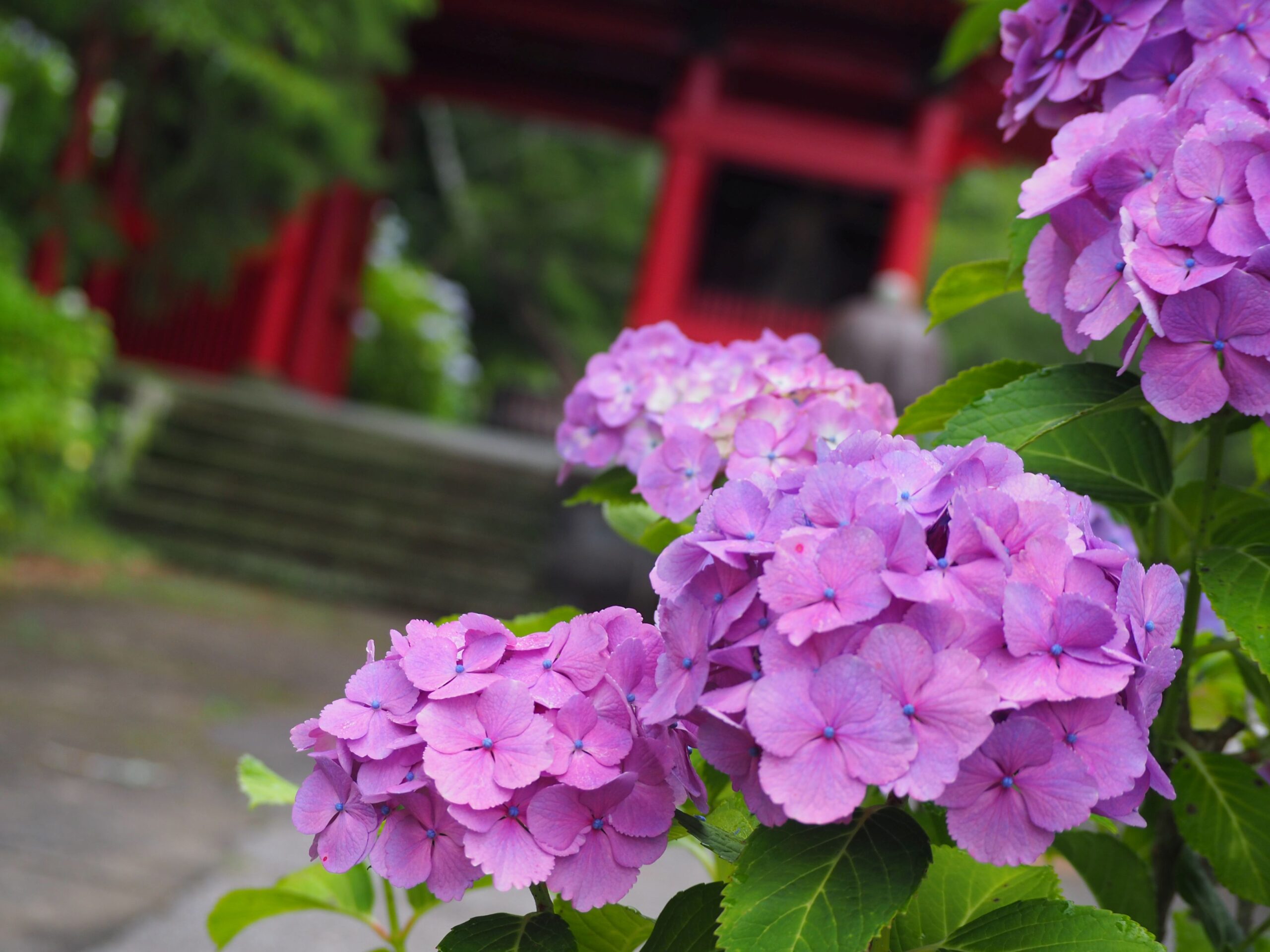日運寺/丸山地区