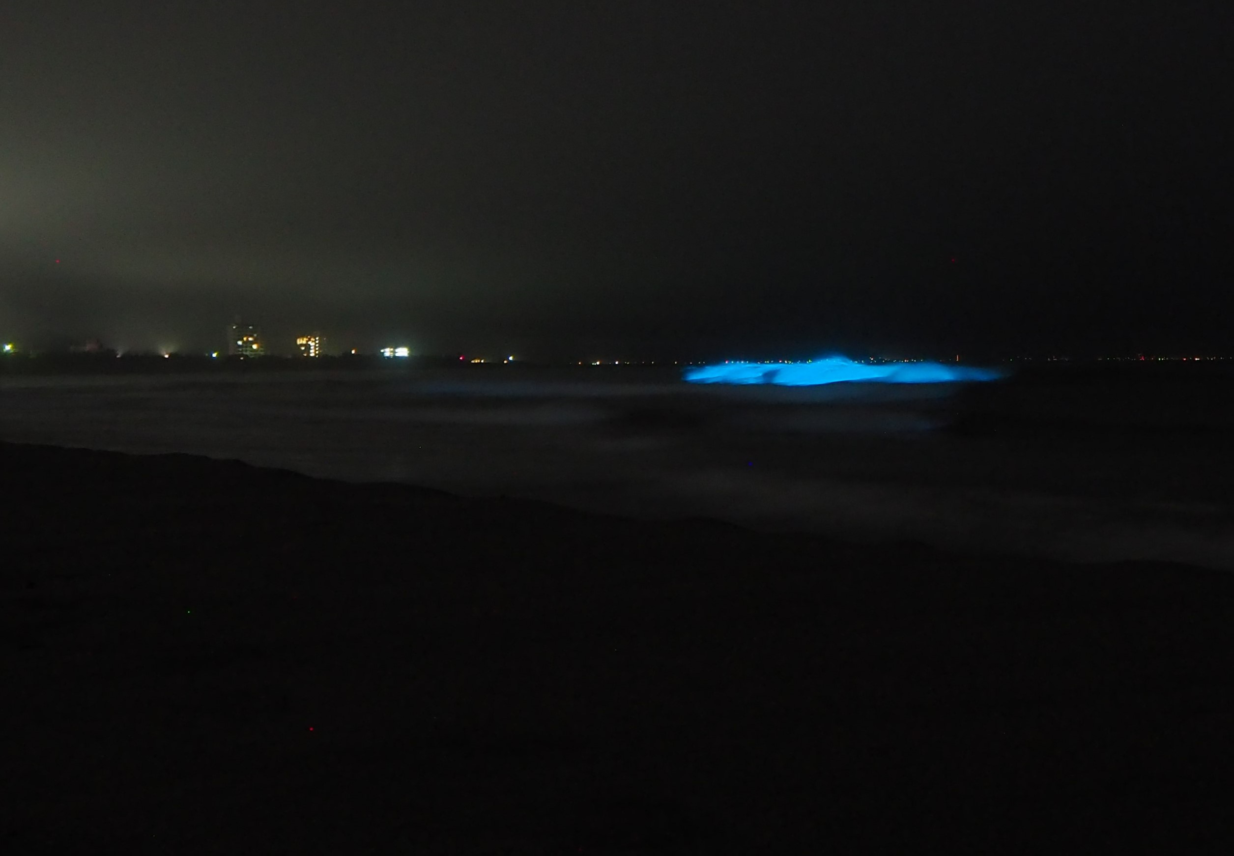 夜光虫/千倉海岸