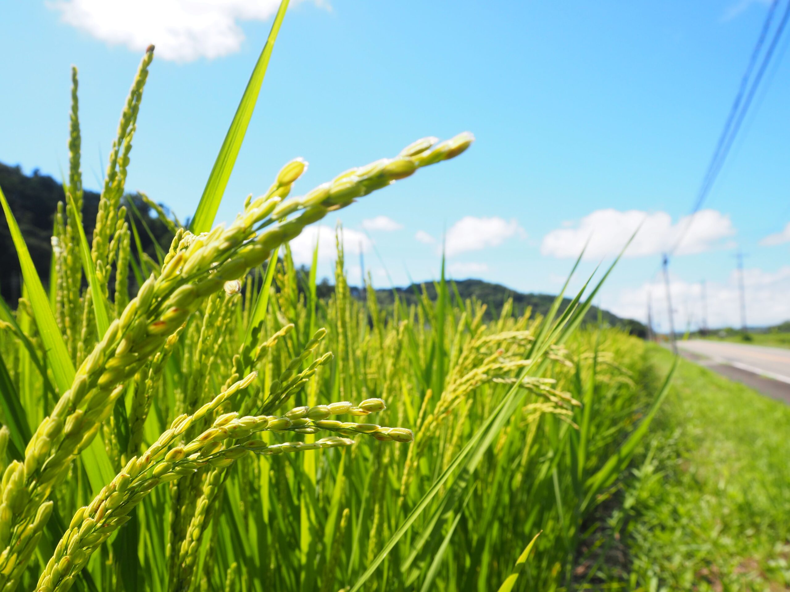 稲穂実る/丸山地区
