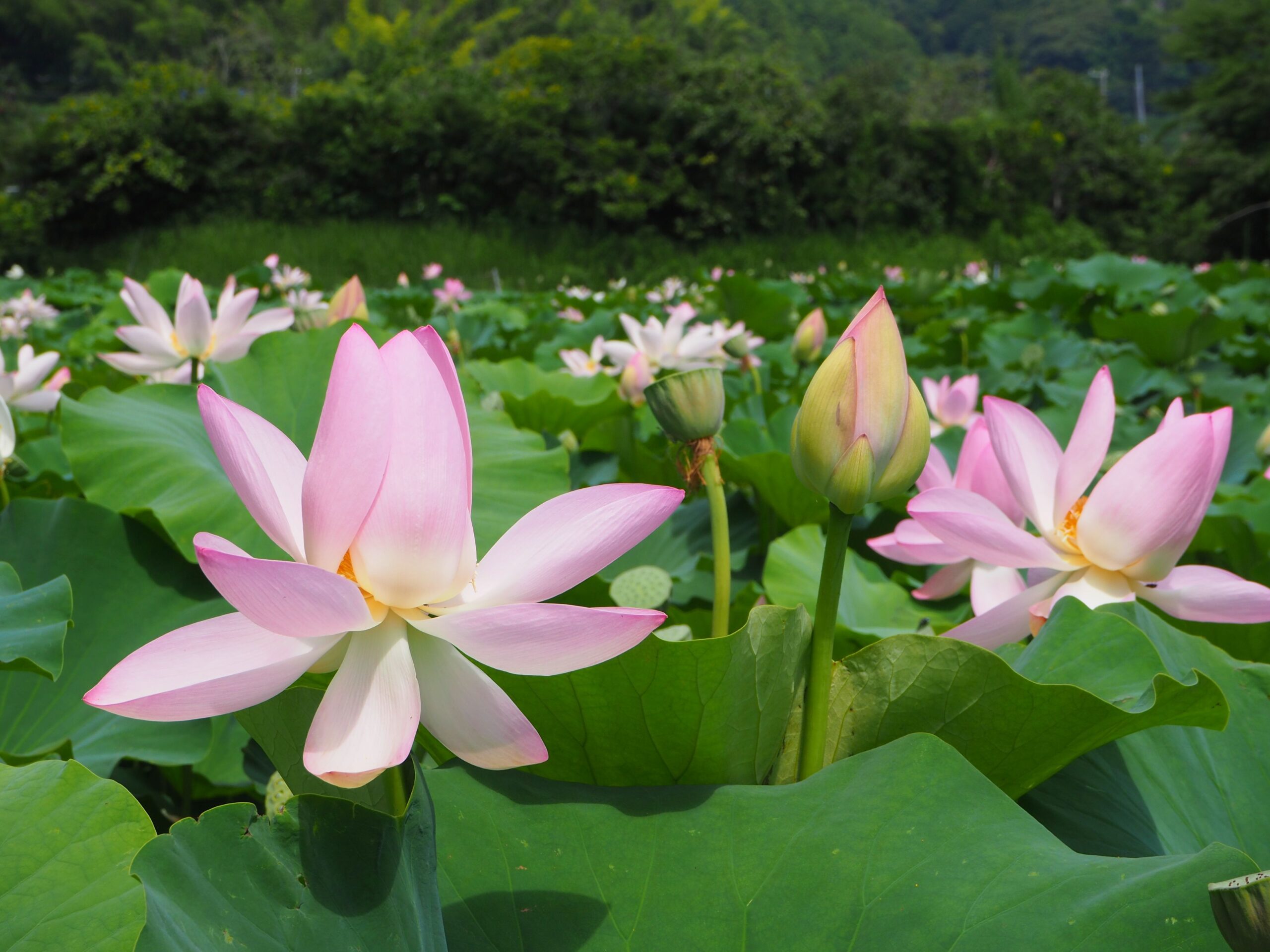 ハス畑/丸山地区