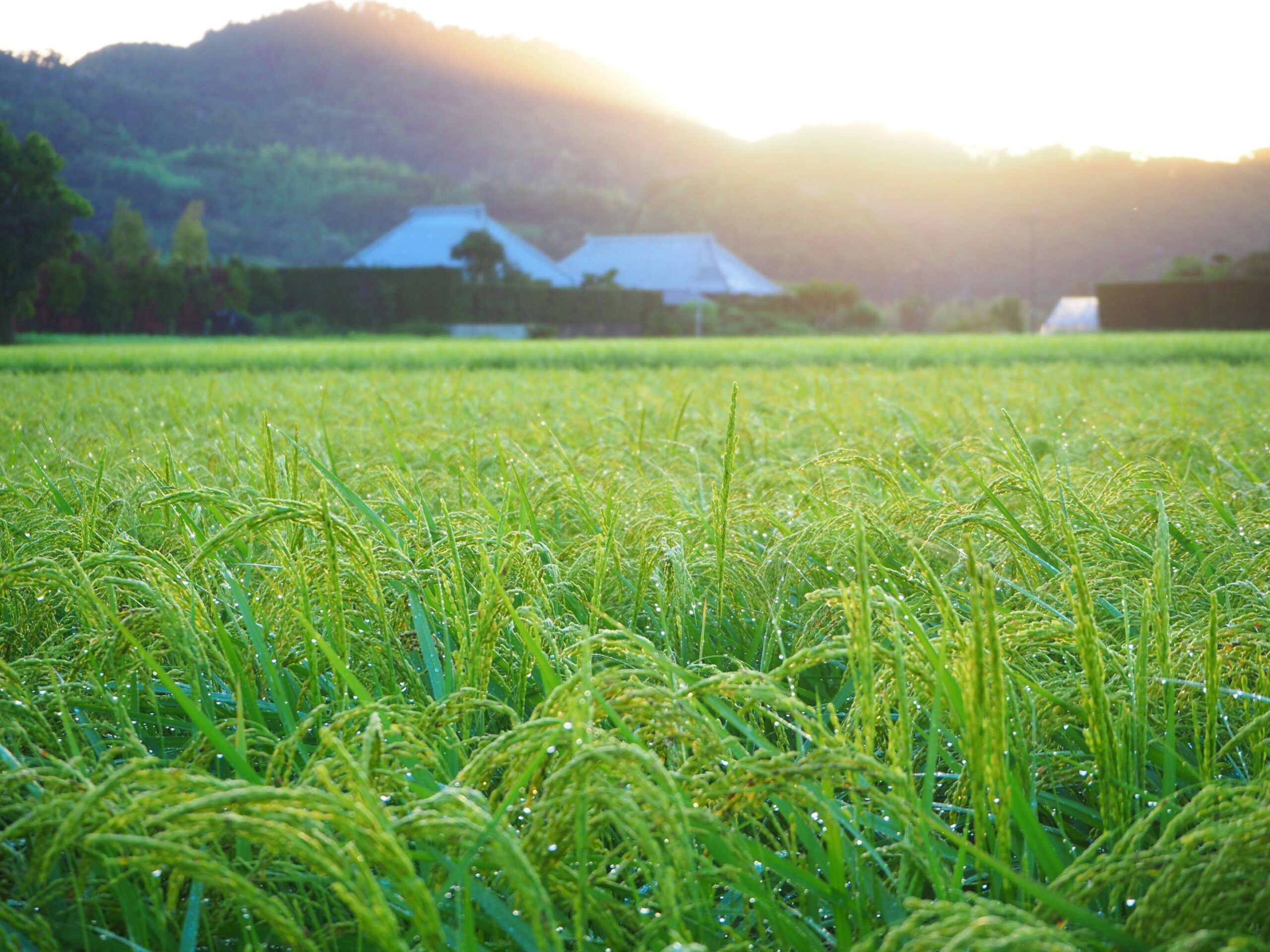 田園の朝/三芳地区