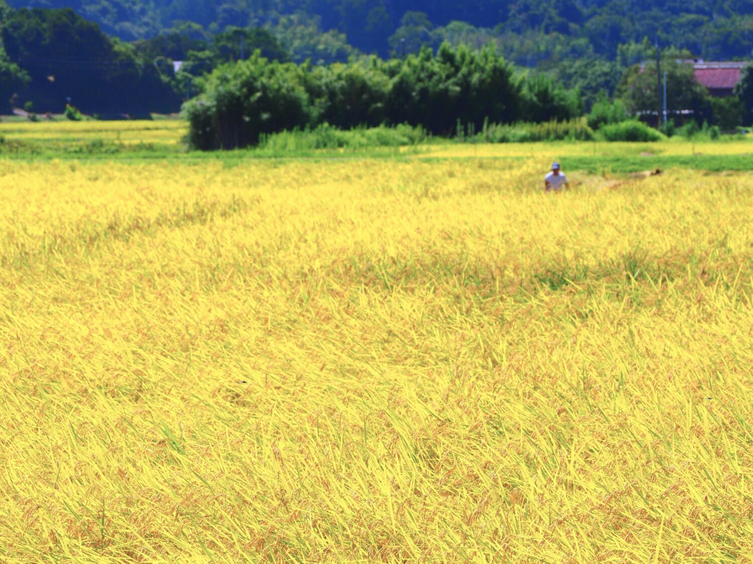 稲刈り/三芳地区