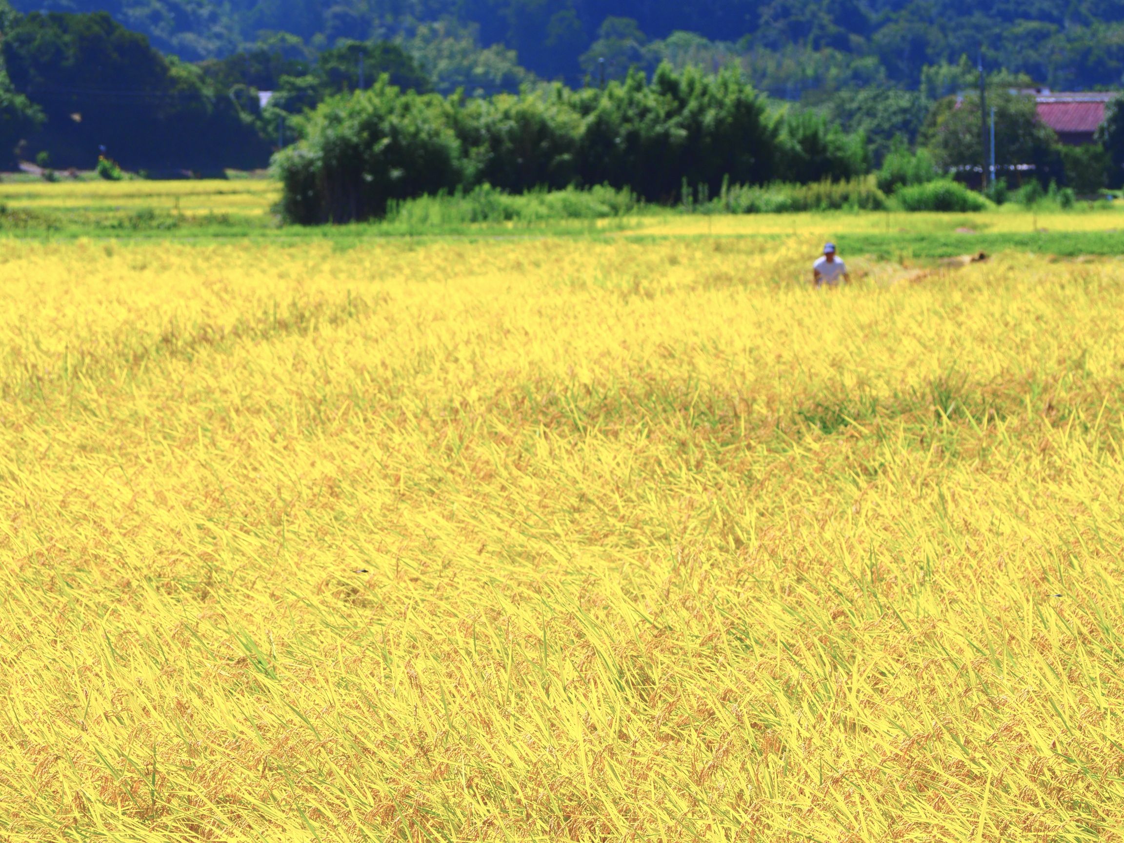 稲刈り/三芳地区