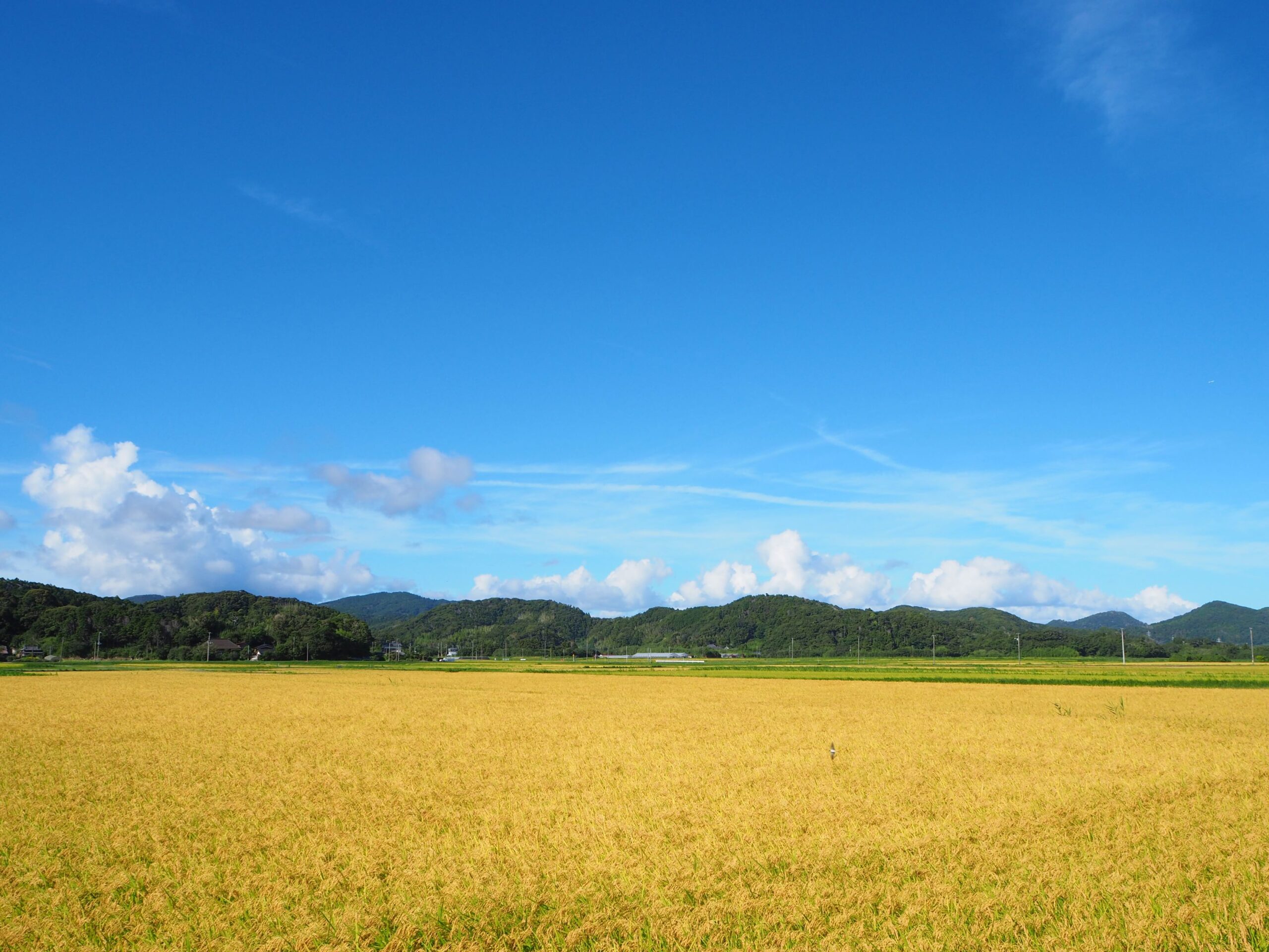 黄金色/丸山地区
