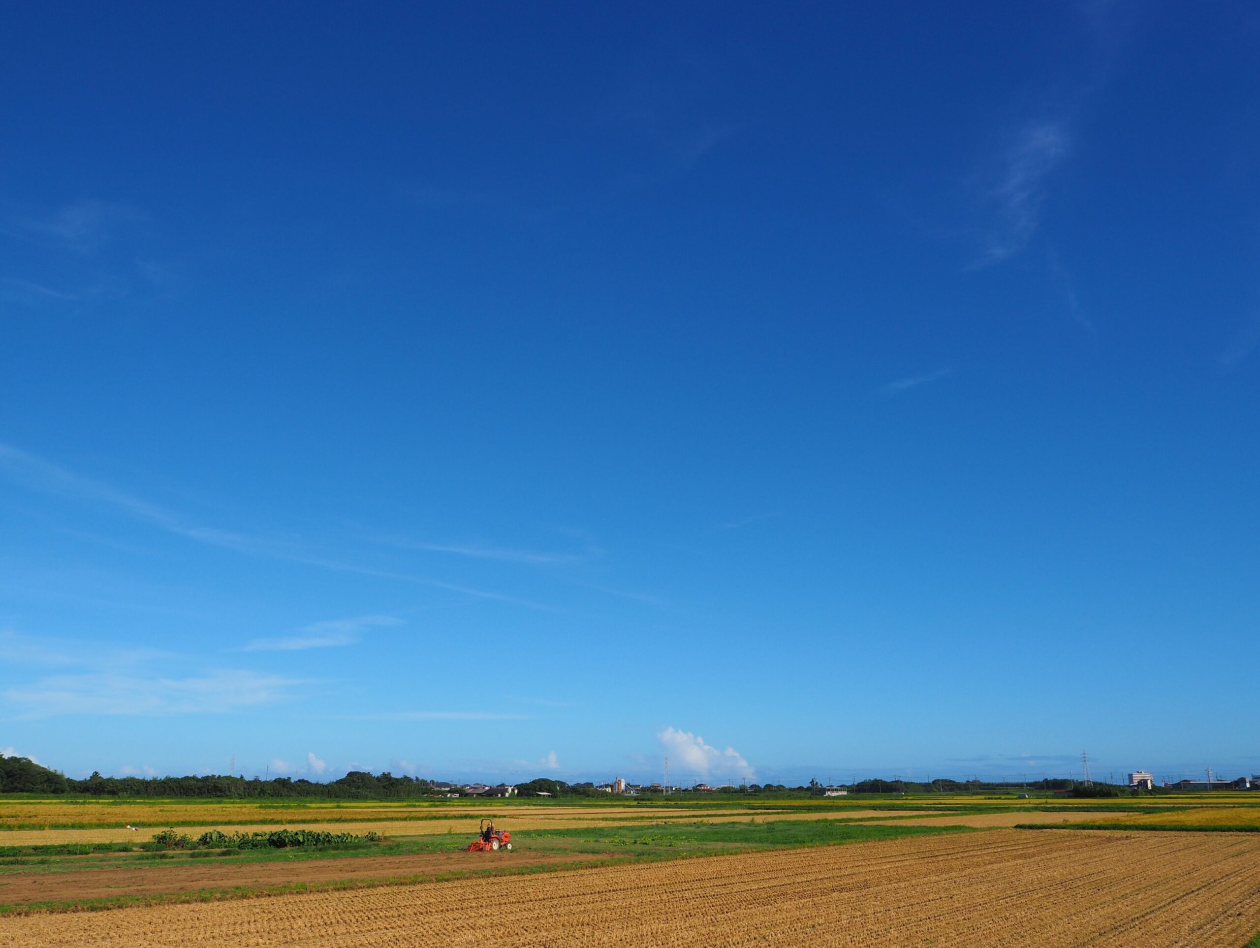 稲刈り/丸山地区