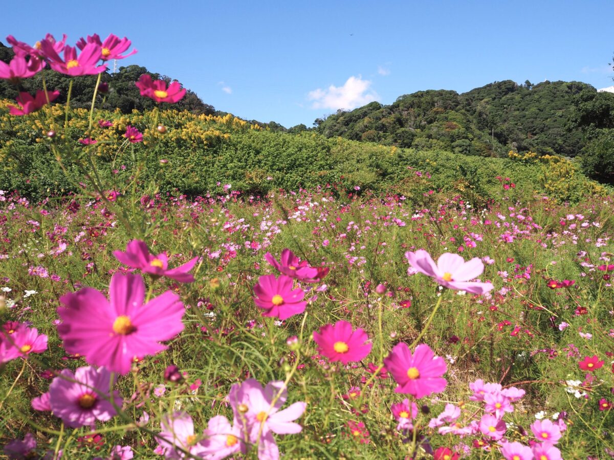 コスモス畑/三芳地区