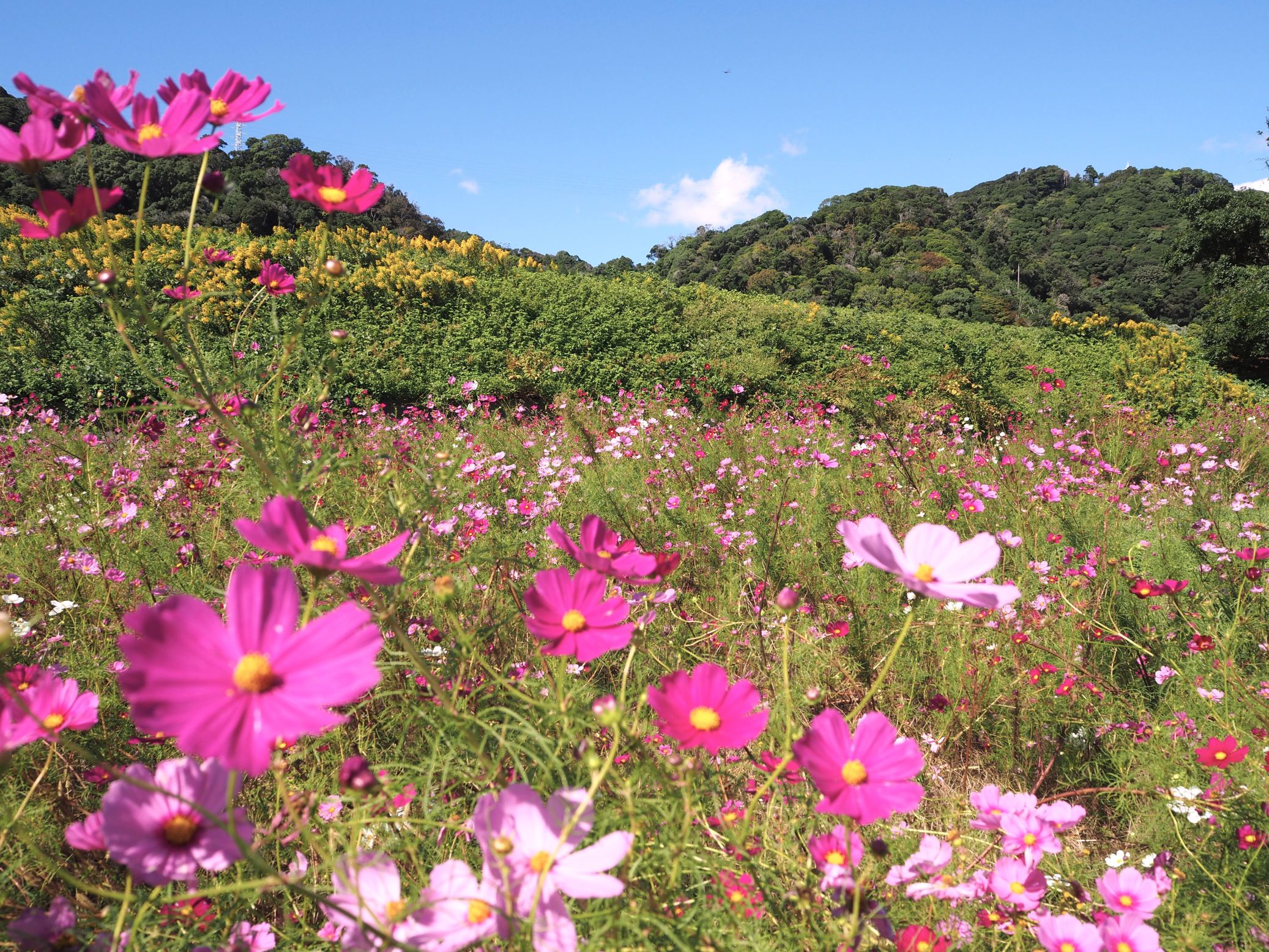 コスモス畑/三芳地区