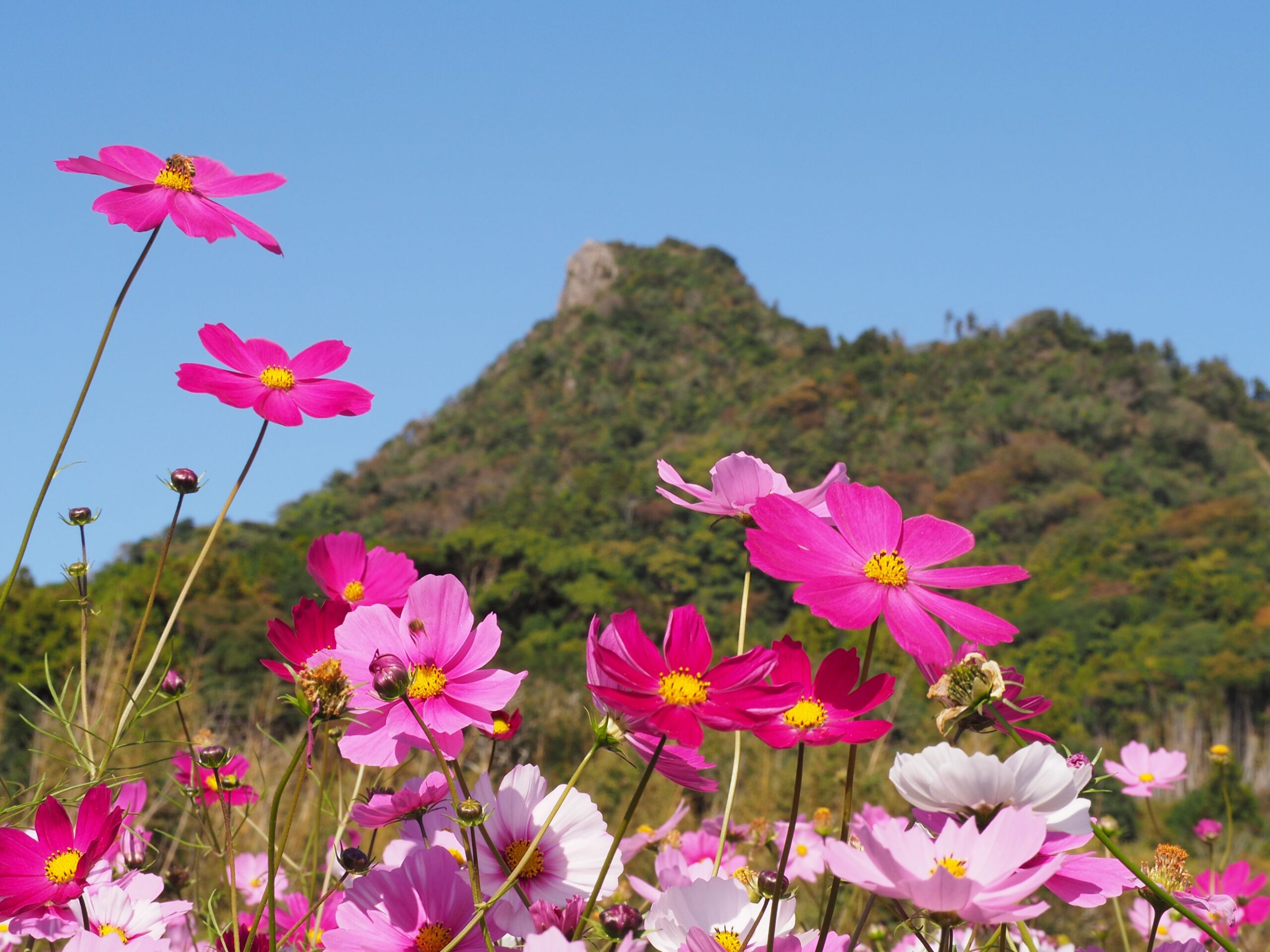伊予ヶ岳/富山地区
