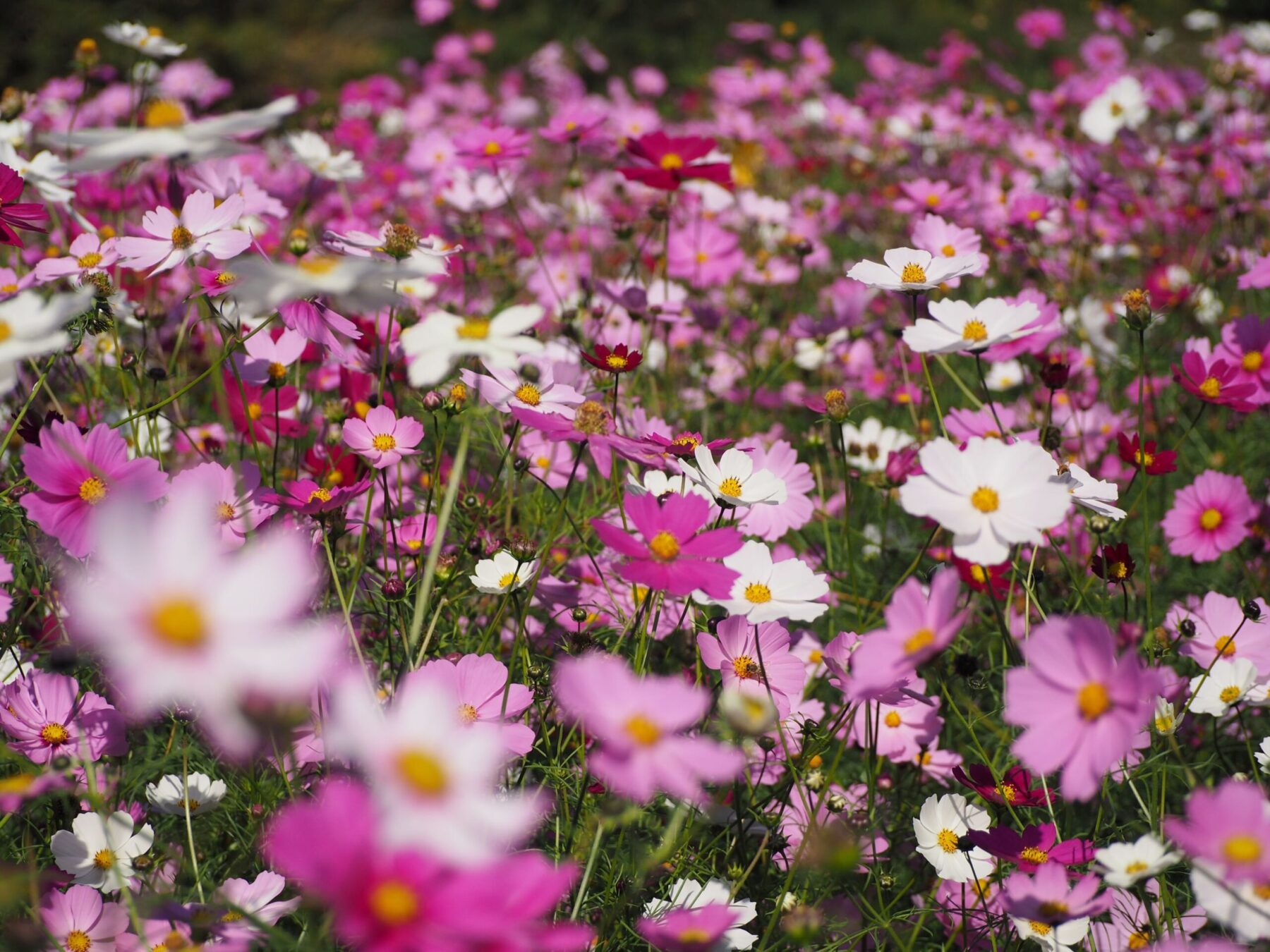 コスモス畑/富山地区