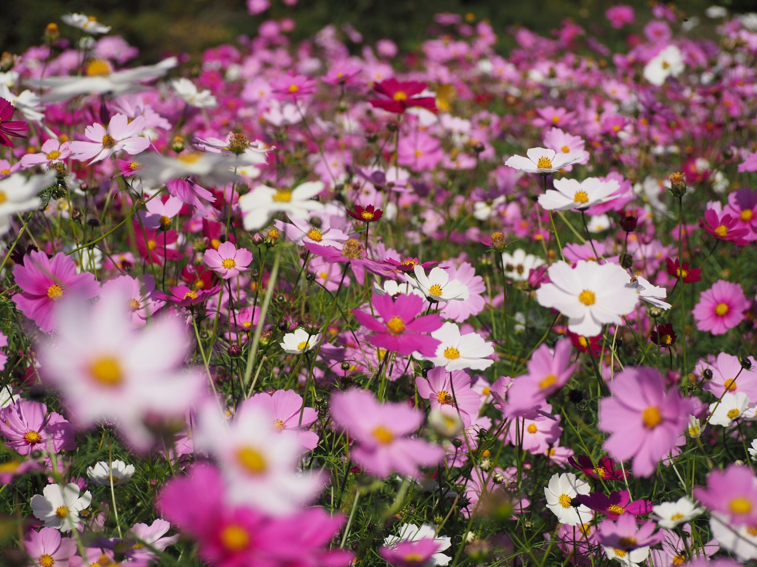 コスモス畑/富山地区