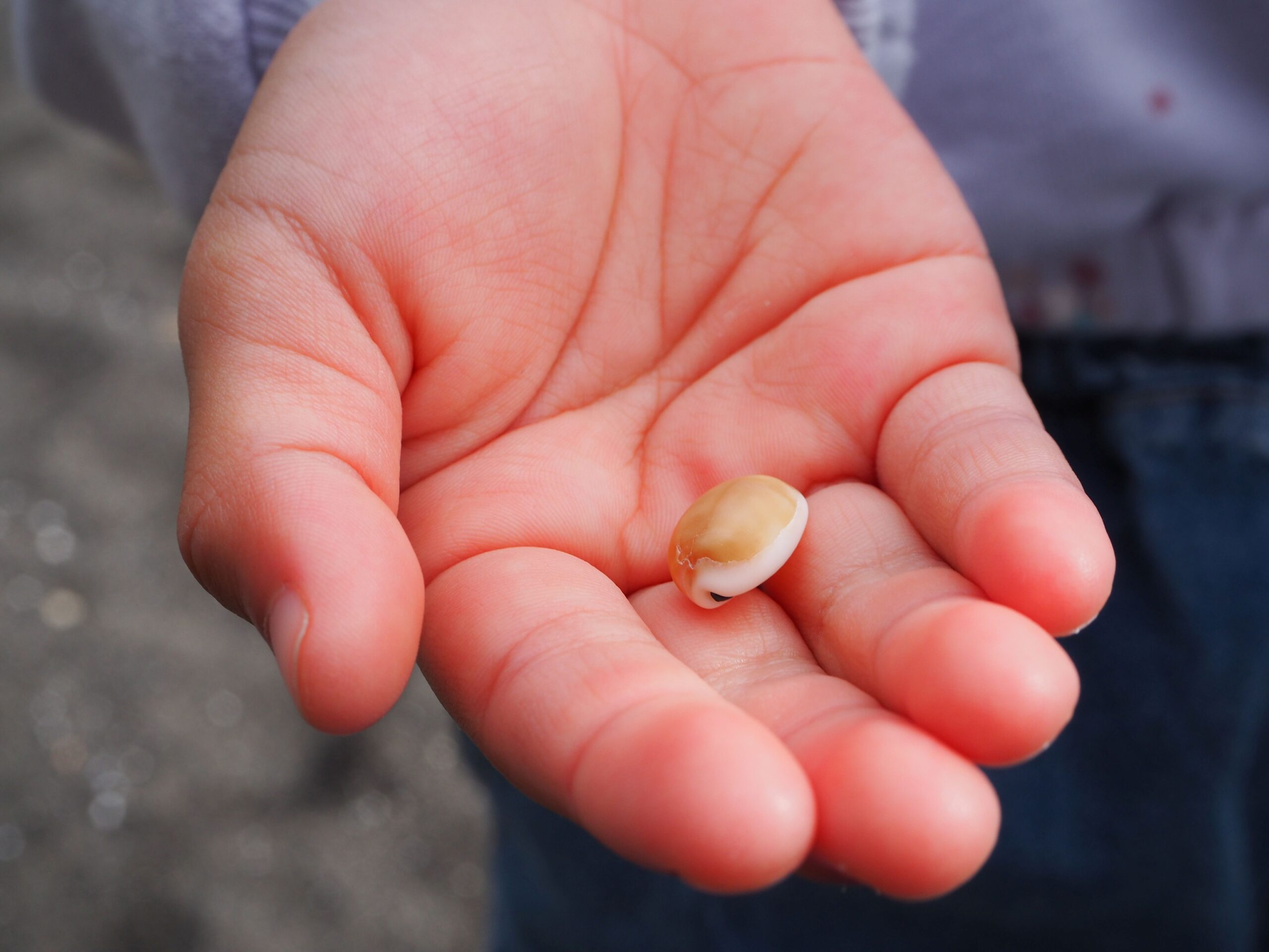 ビーチコーミング/大房岬