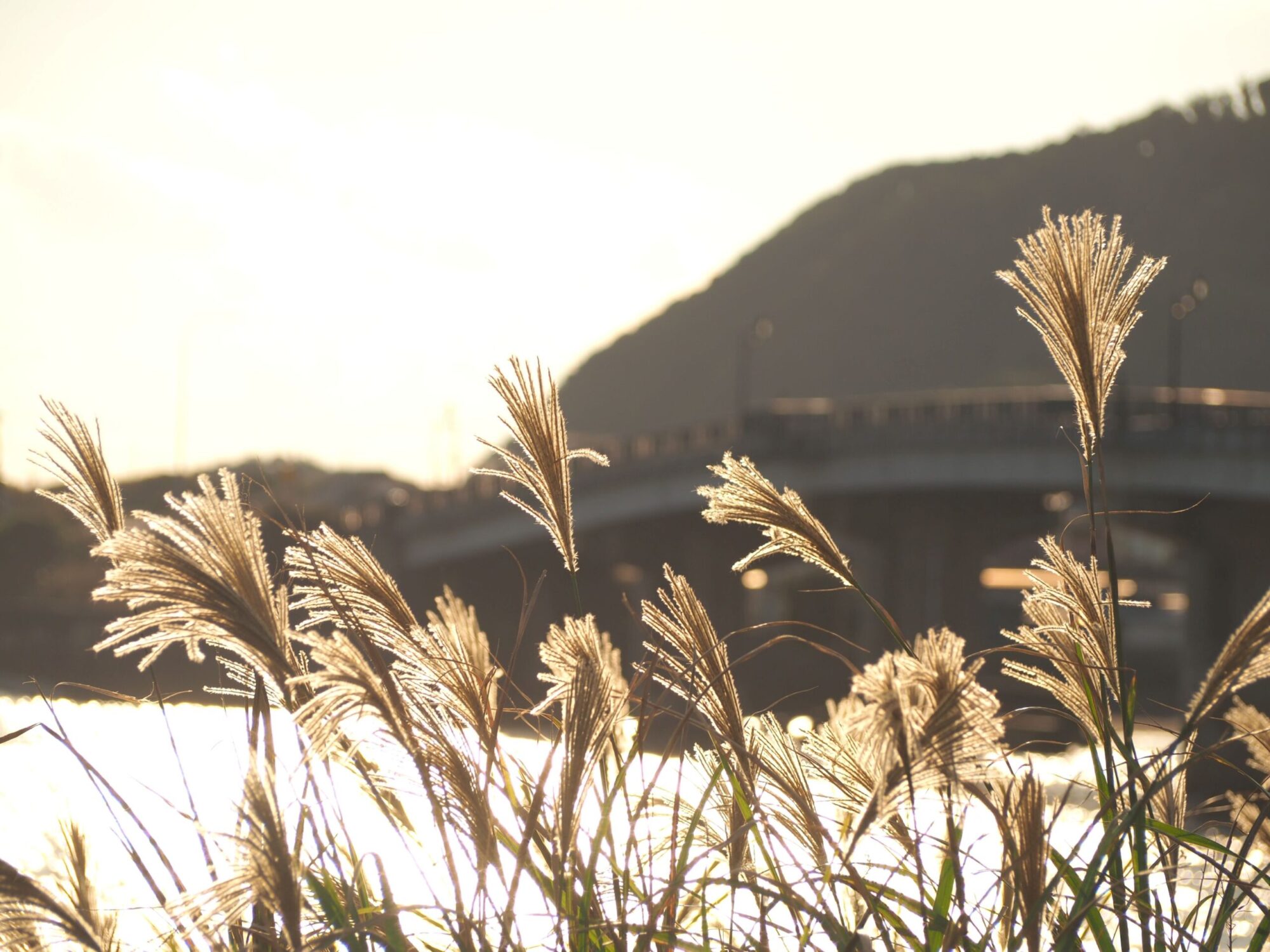 浜辺のススキ/千倉地区