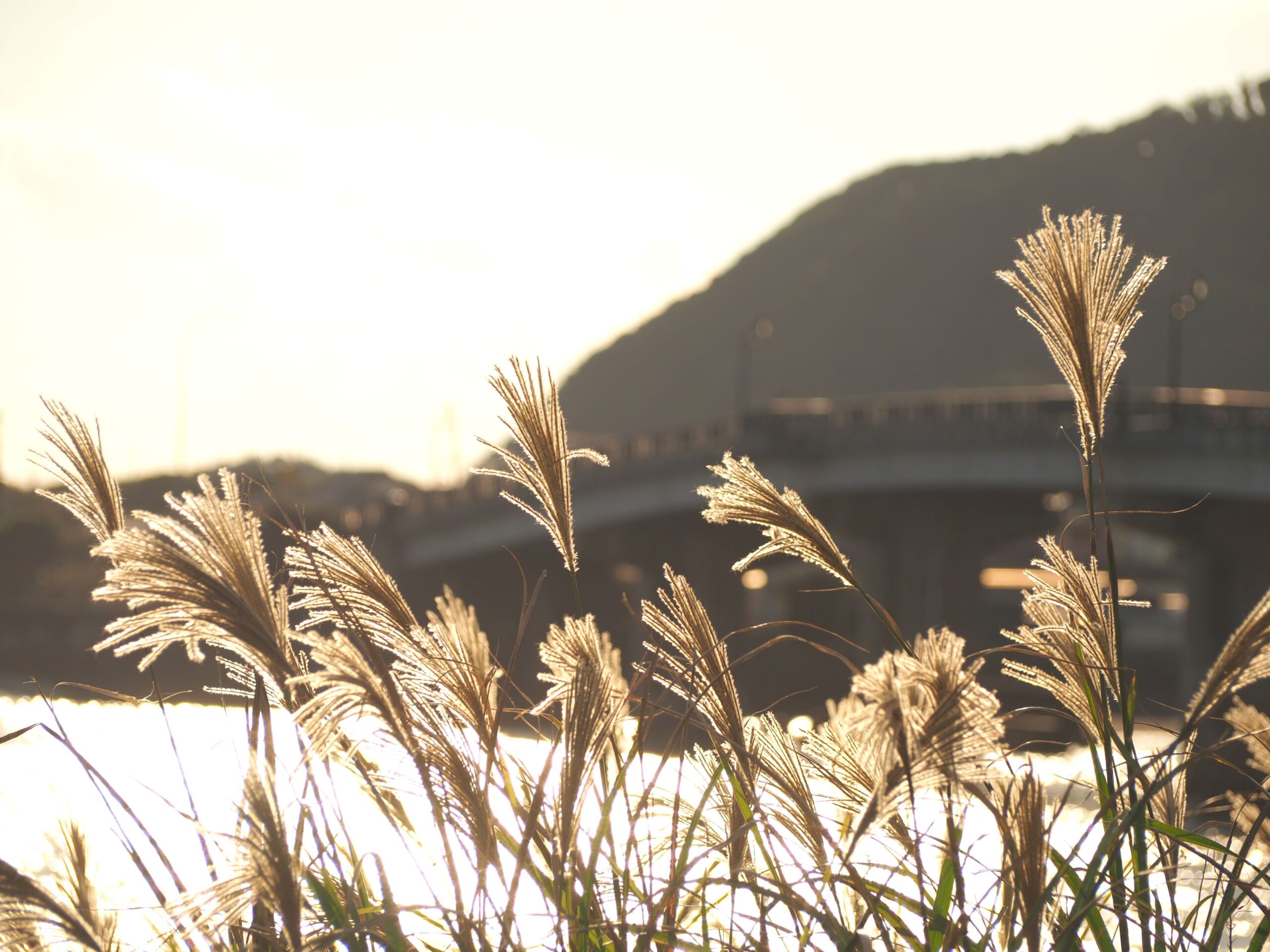 浜辺のススキ/千倉地区