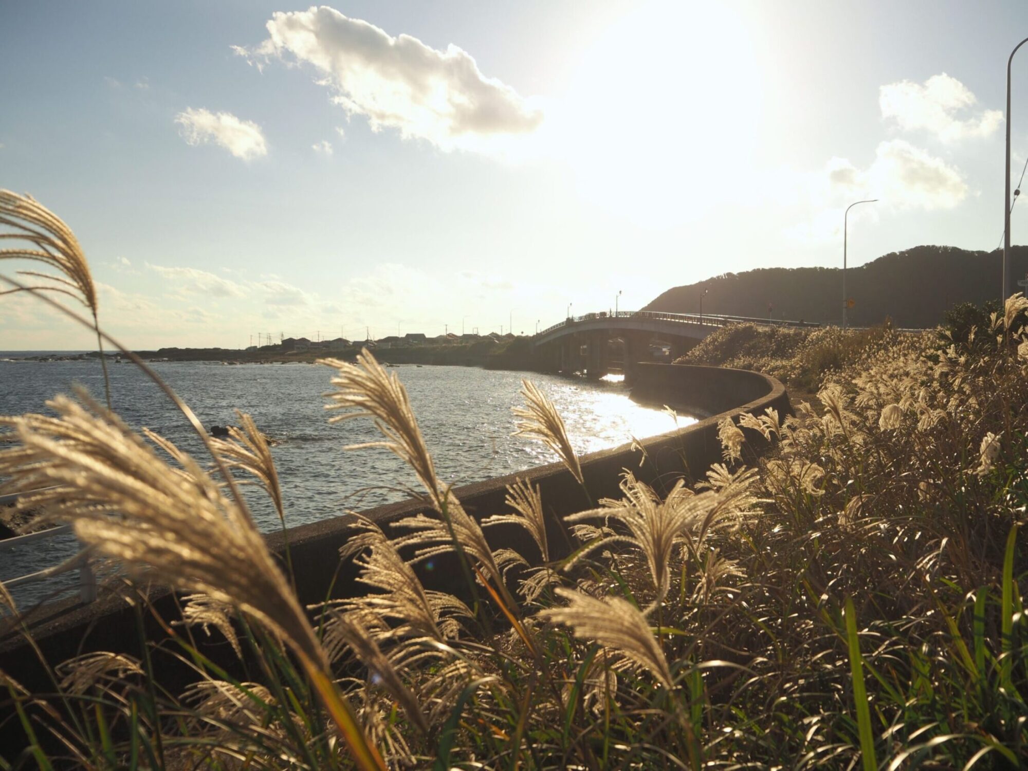 浜辺のススキ/千倉地区