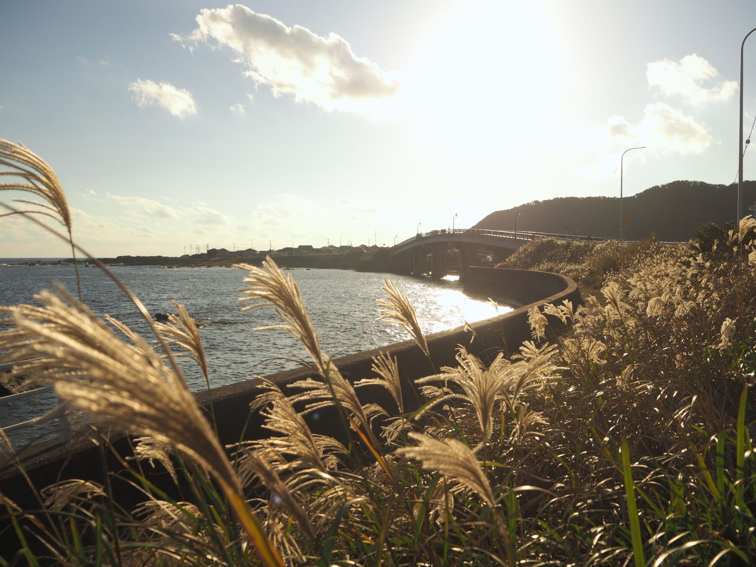 浜辺のススキ/千倉地区