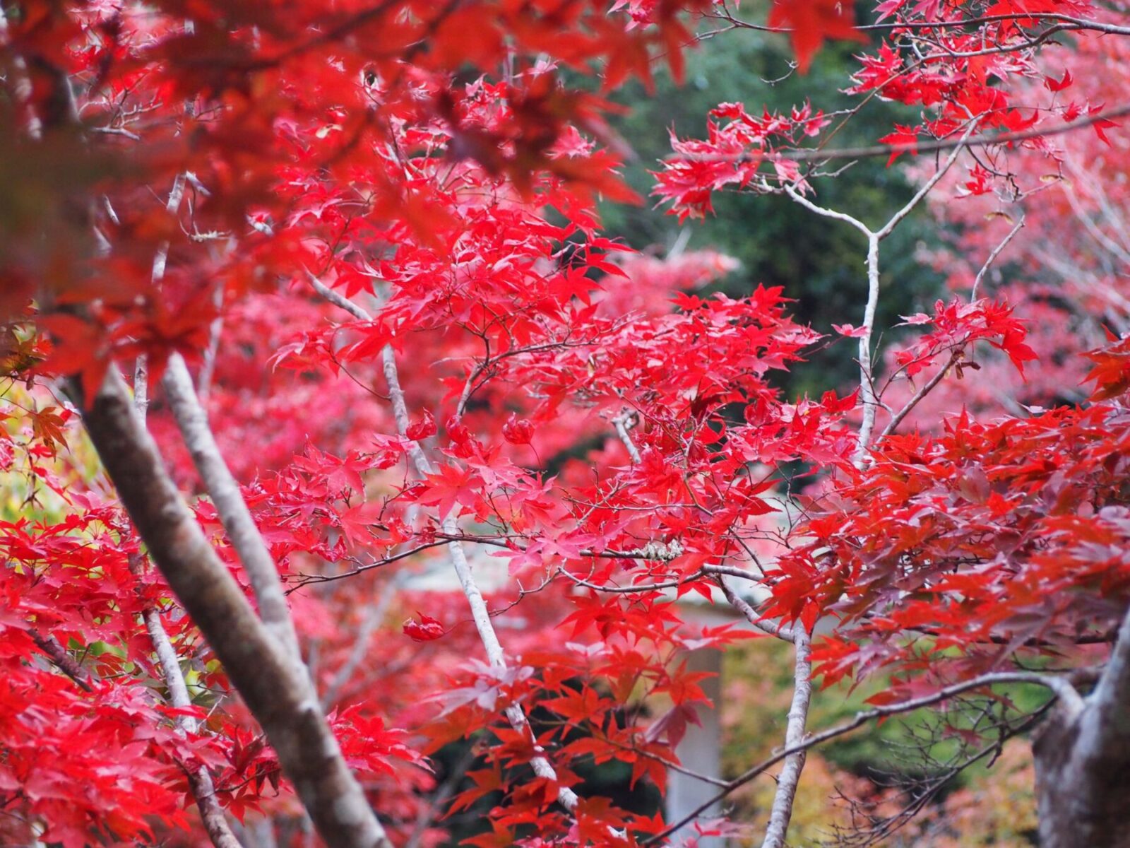 小松寺/千倉地区