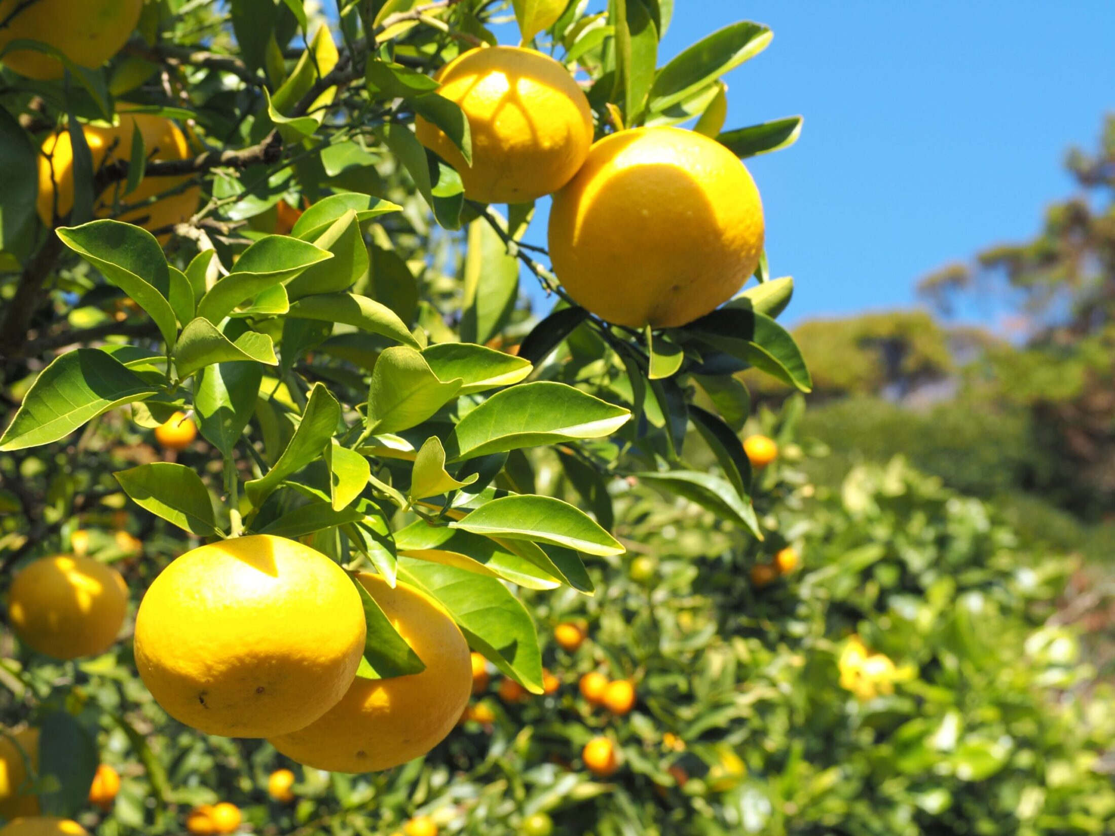 蜜柑山/三芳地区
