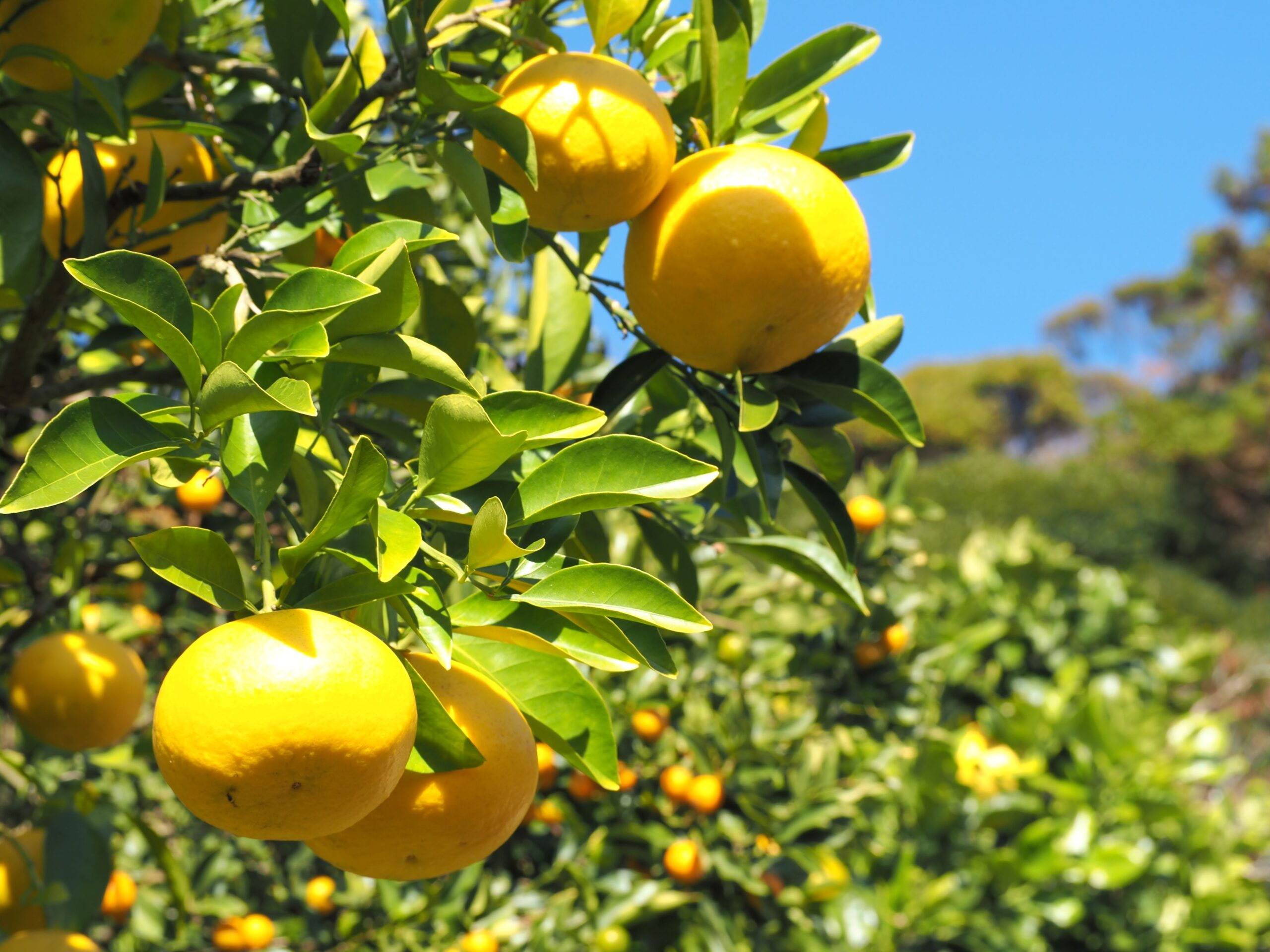 蜜柑山/三芳地区