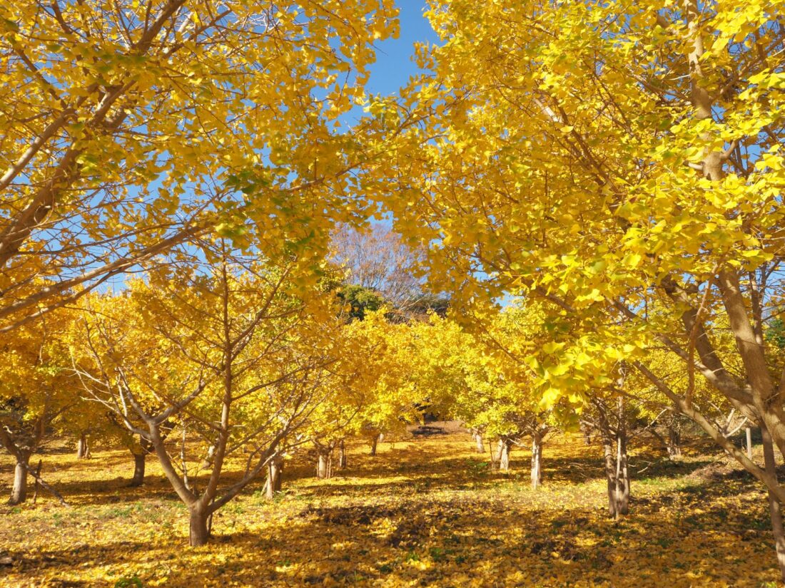 とうしろ台城跡/和田地区
