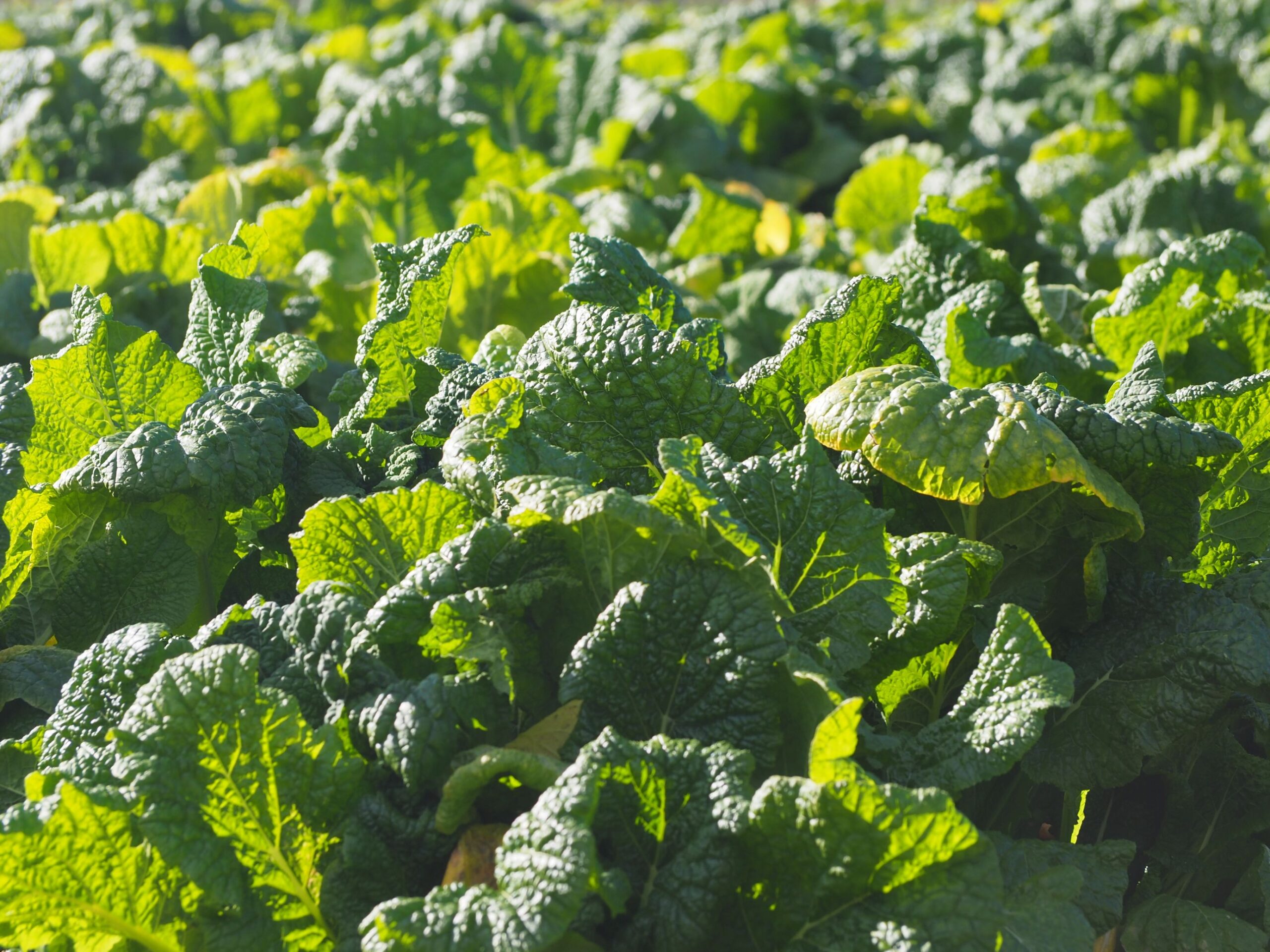 ナバナ畑/富山地区