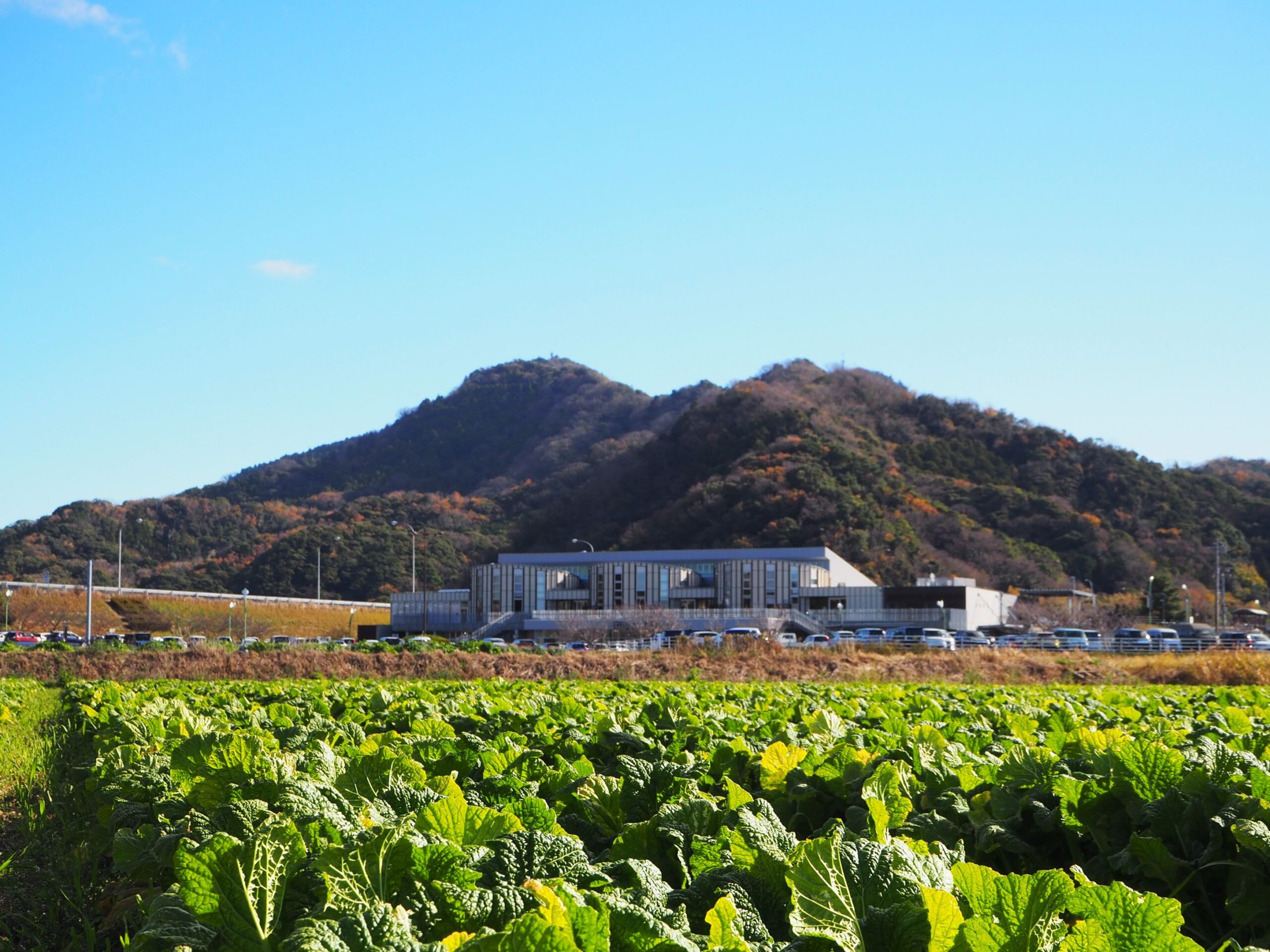 ナバナ畑/富山地区