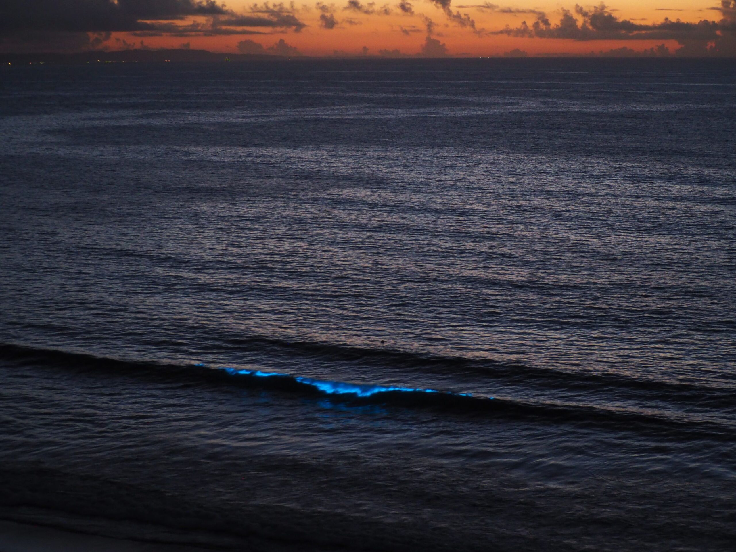 夜光虫/千倉海岸