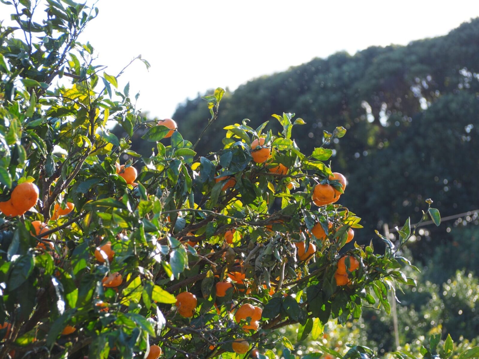 蜜柑山/千倉地区