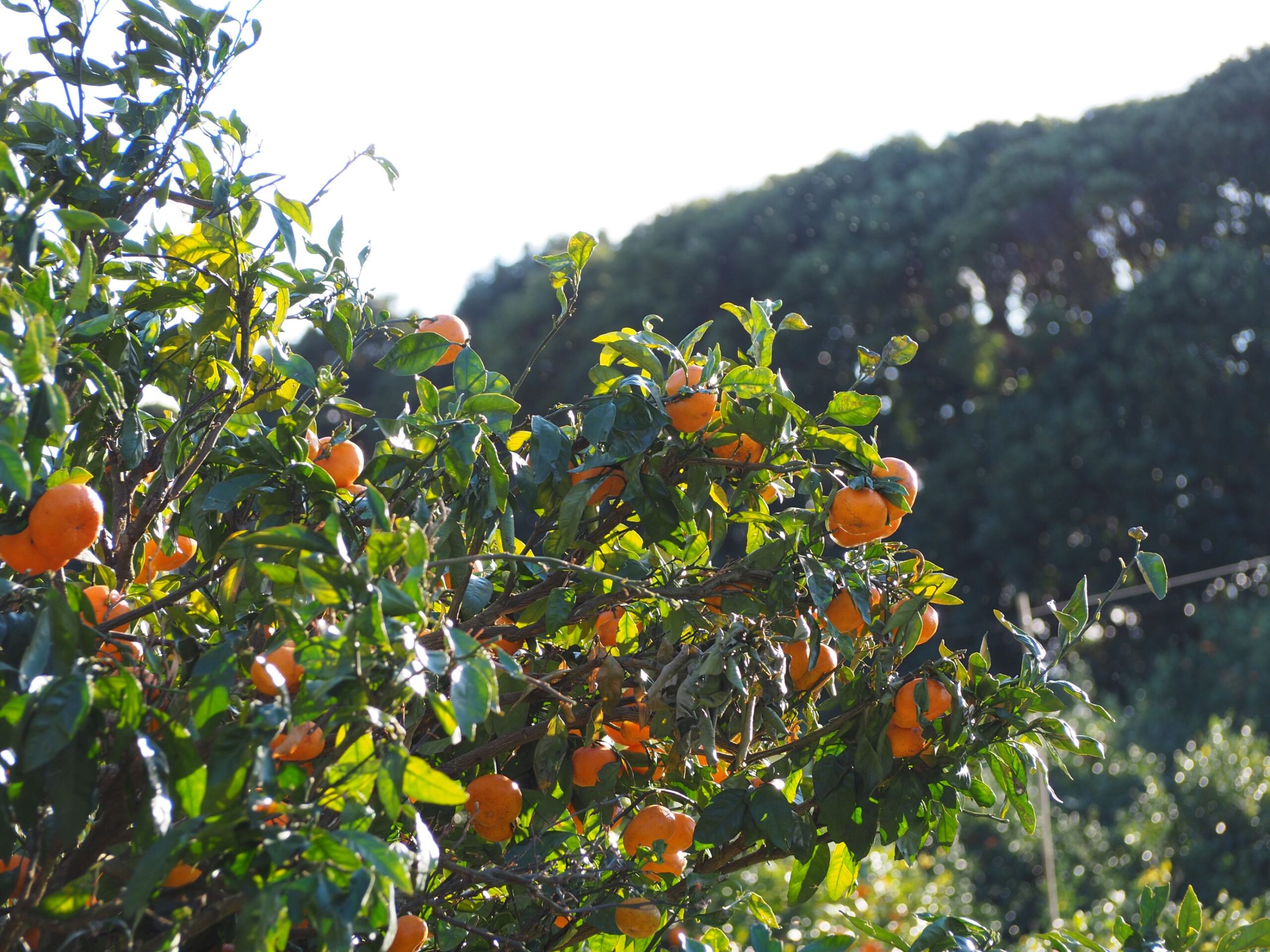 蜜柑山/千倉地区