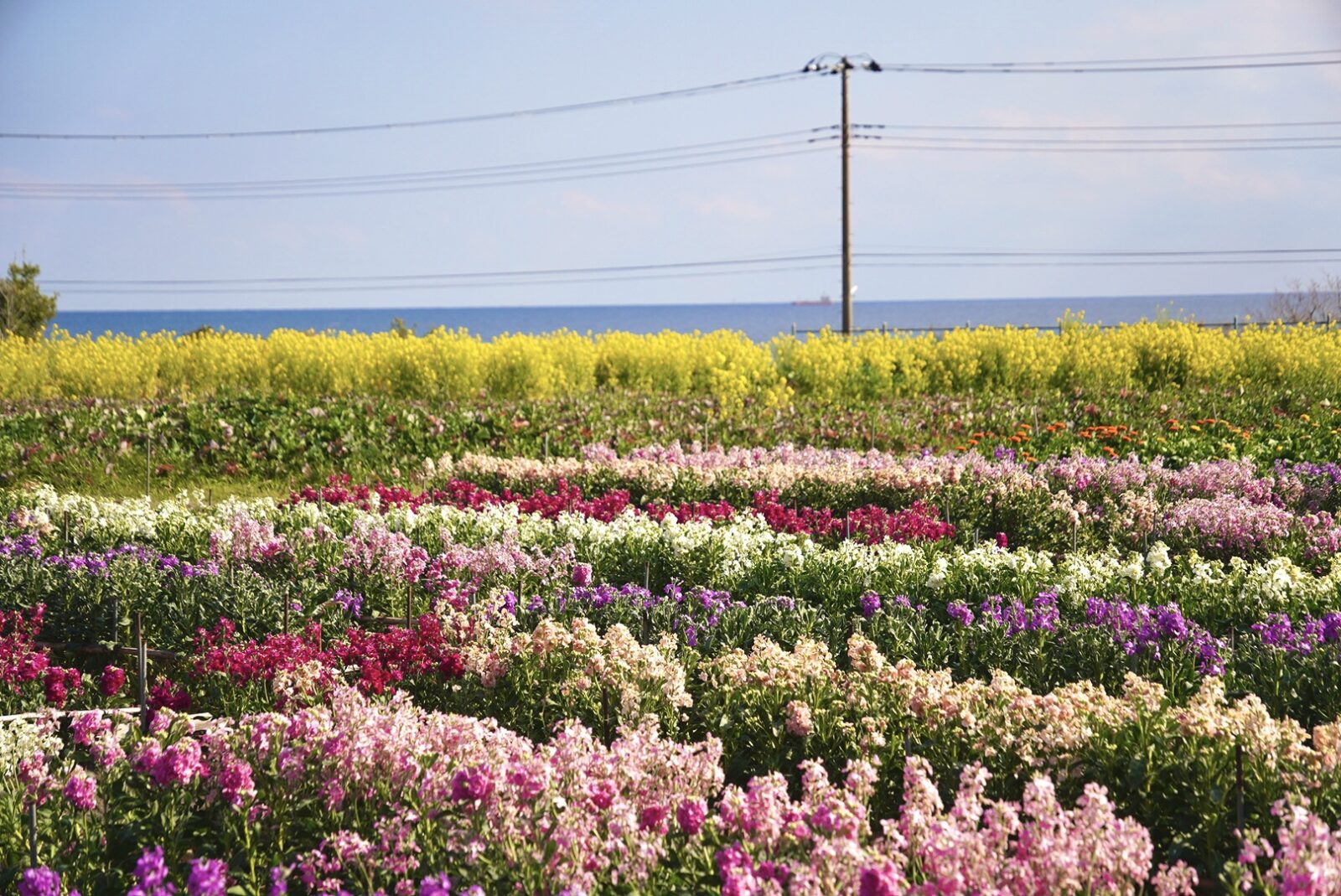 白間津お花畑/千倉地区