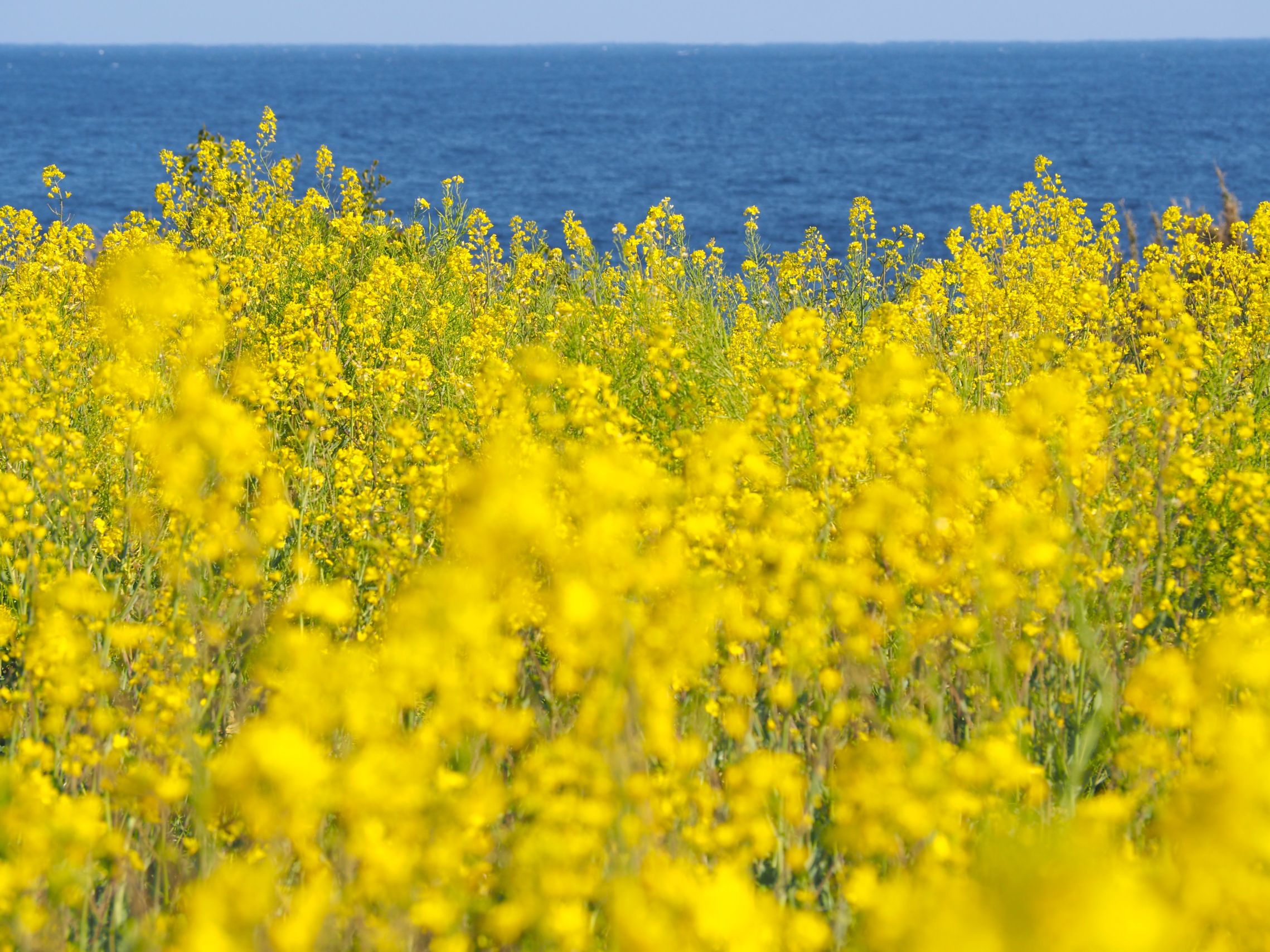 白間津お花畑/千倉地区
